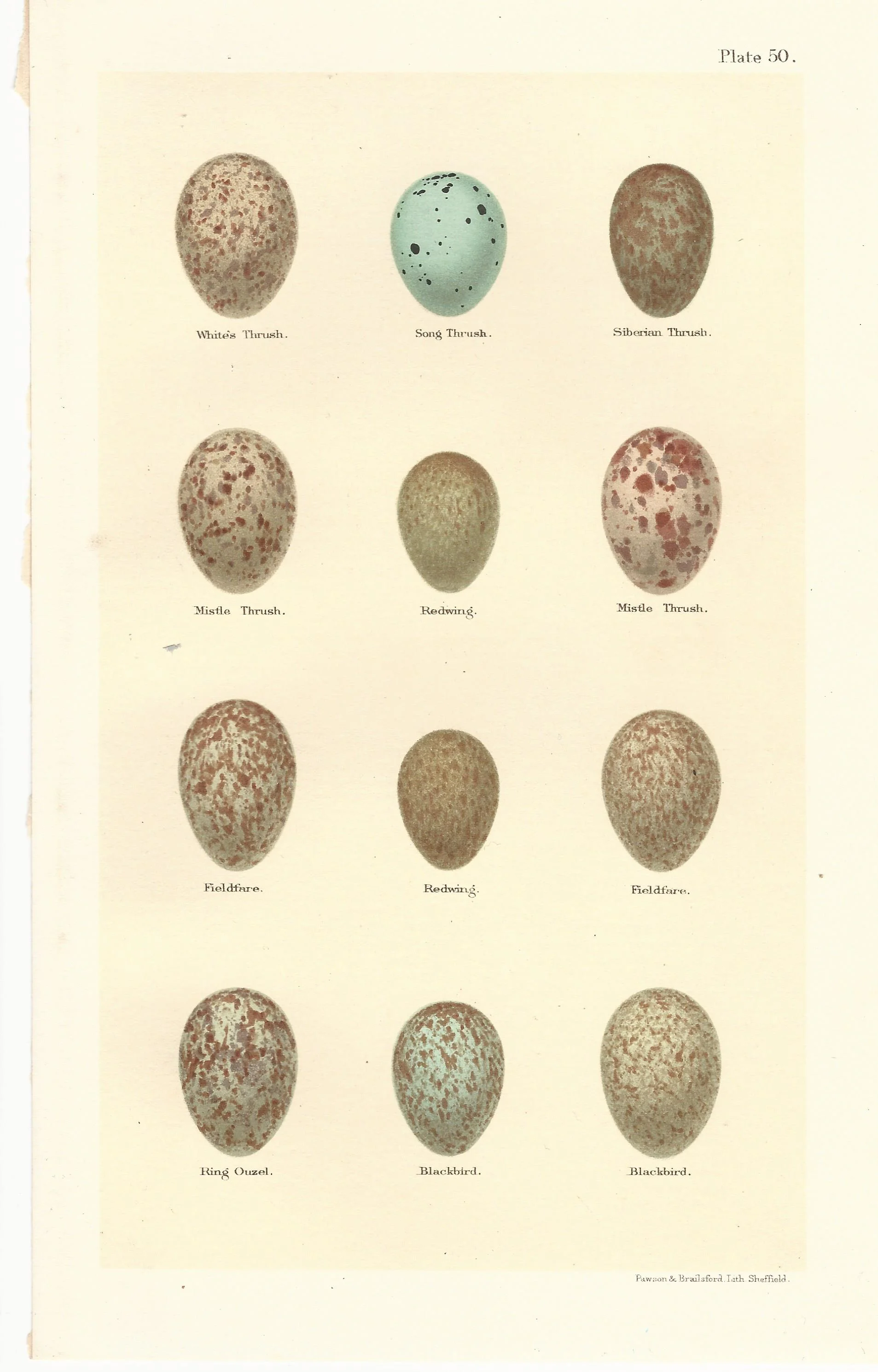 Thrush Redwing Blackbird Seebohm Eggs of British Birds antique print plate