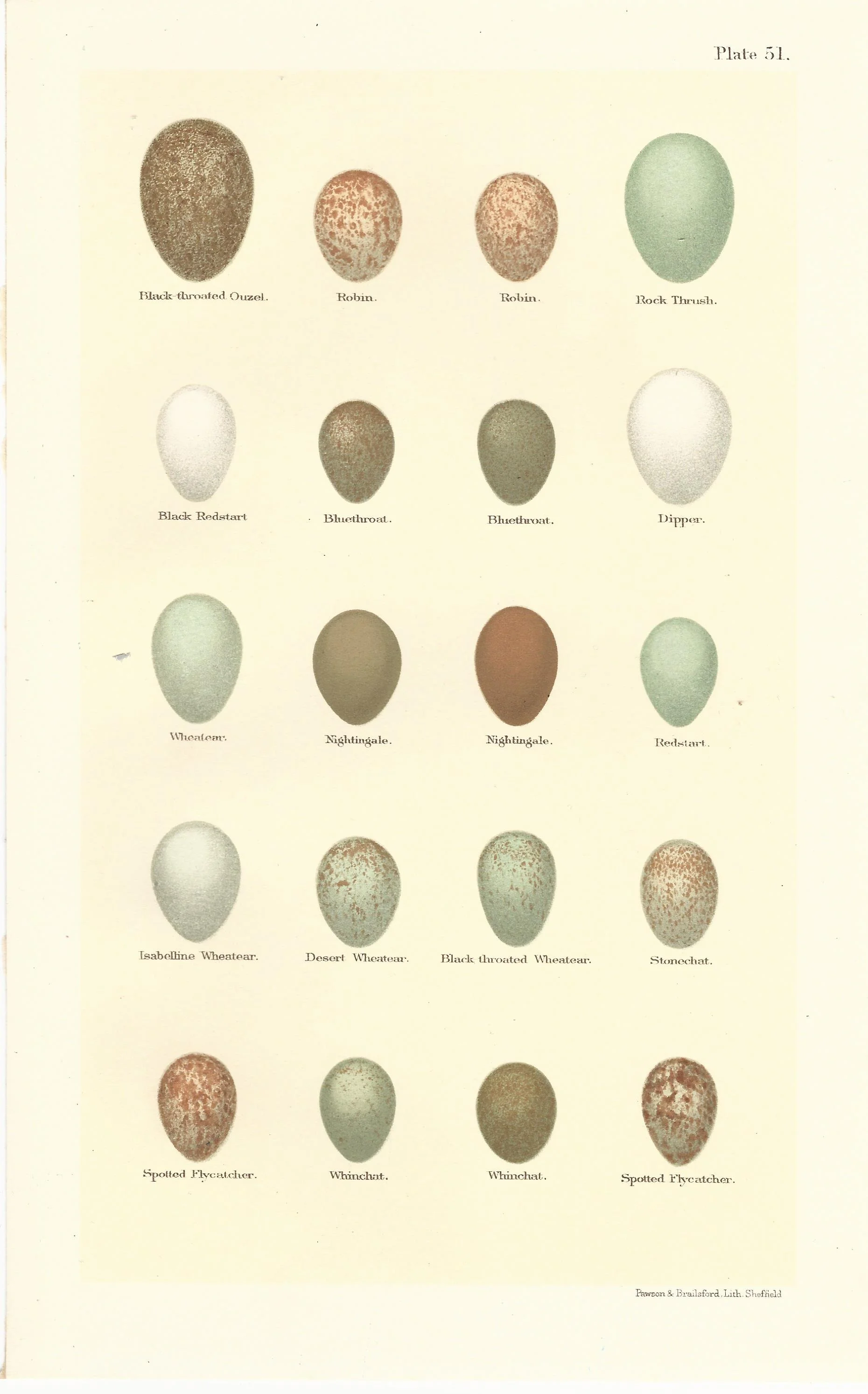 Robin Nightengale Whinchot Seebohm Eggs of British Birds Antique Print Plate