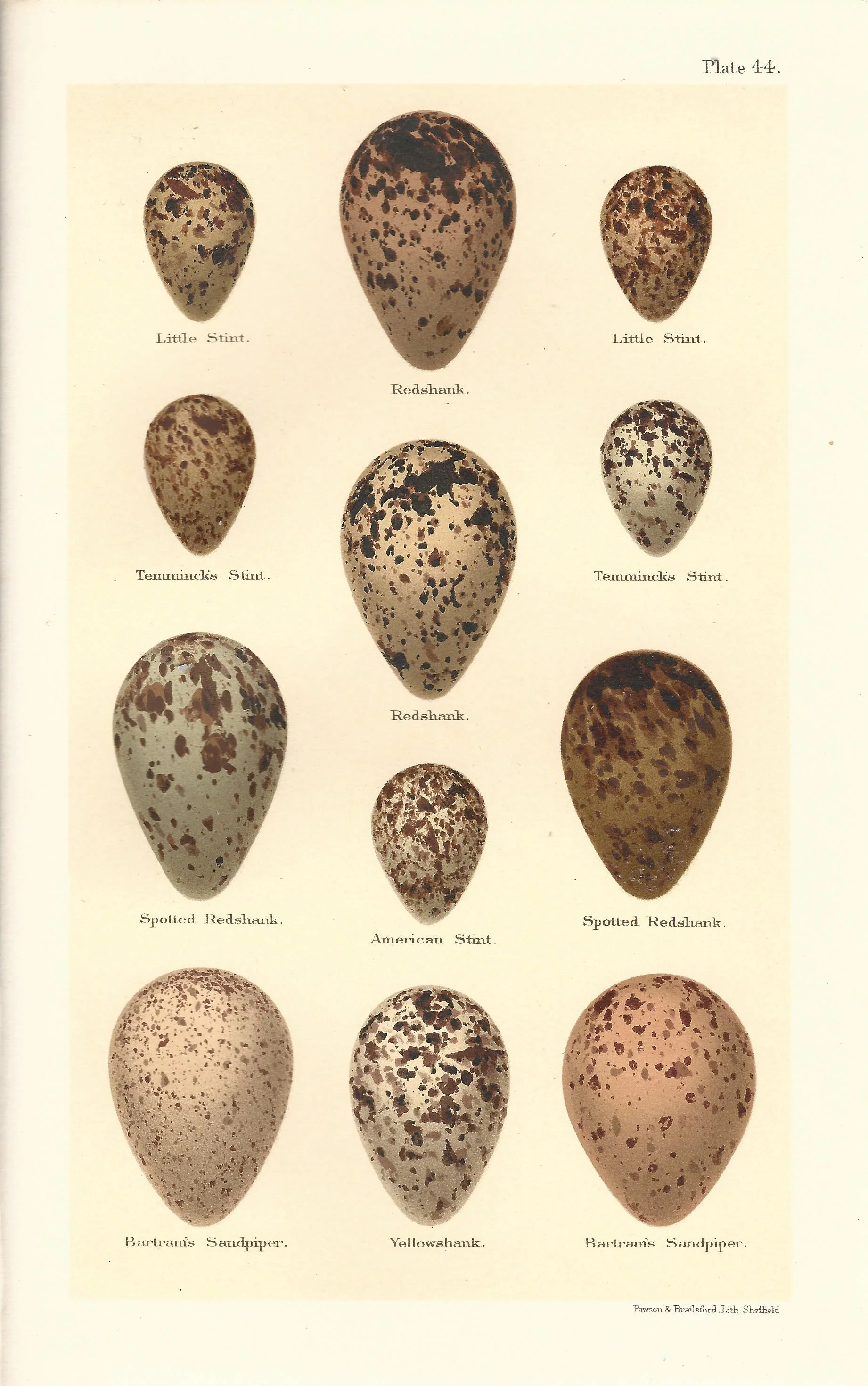 Redshank Stint Seebohm Eggs of british Birds Antique Print Plate
