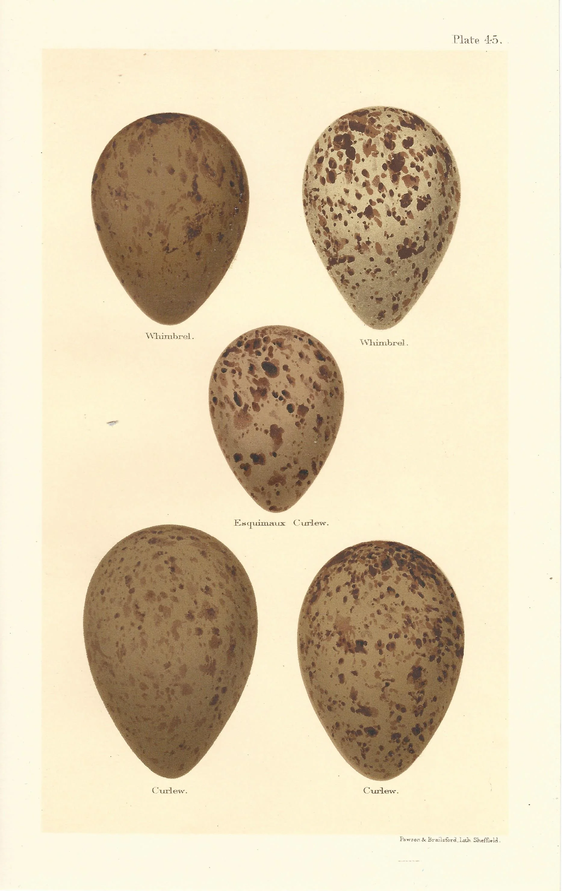 Whimbrel Curlew Seebohm Eggs of British Birds Antique Print Plate