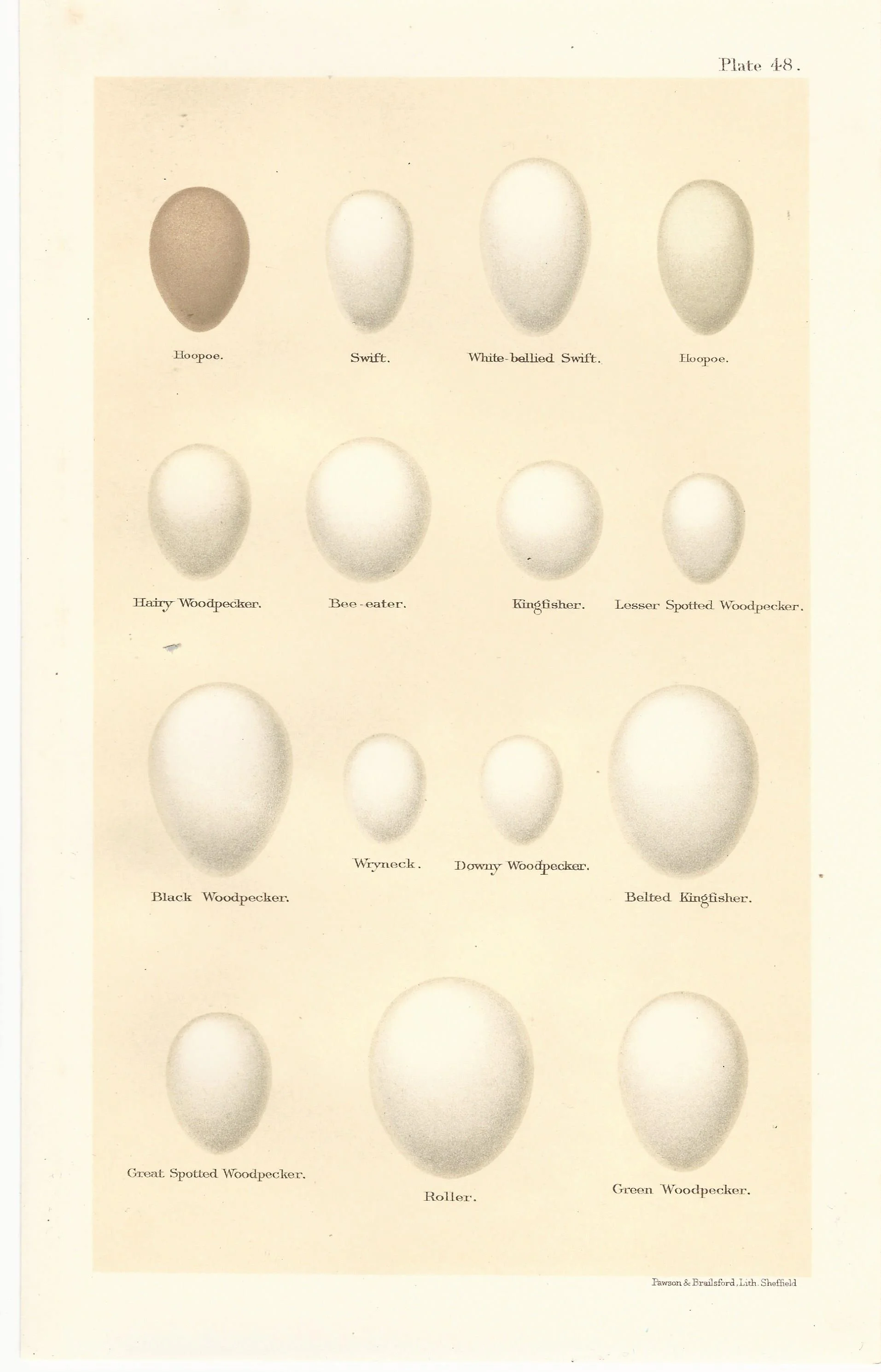 Swift Woodpecker Roller Seebohm Eggs of British Birds Antique print plate