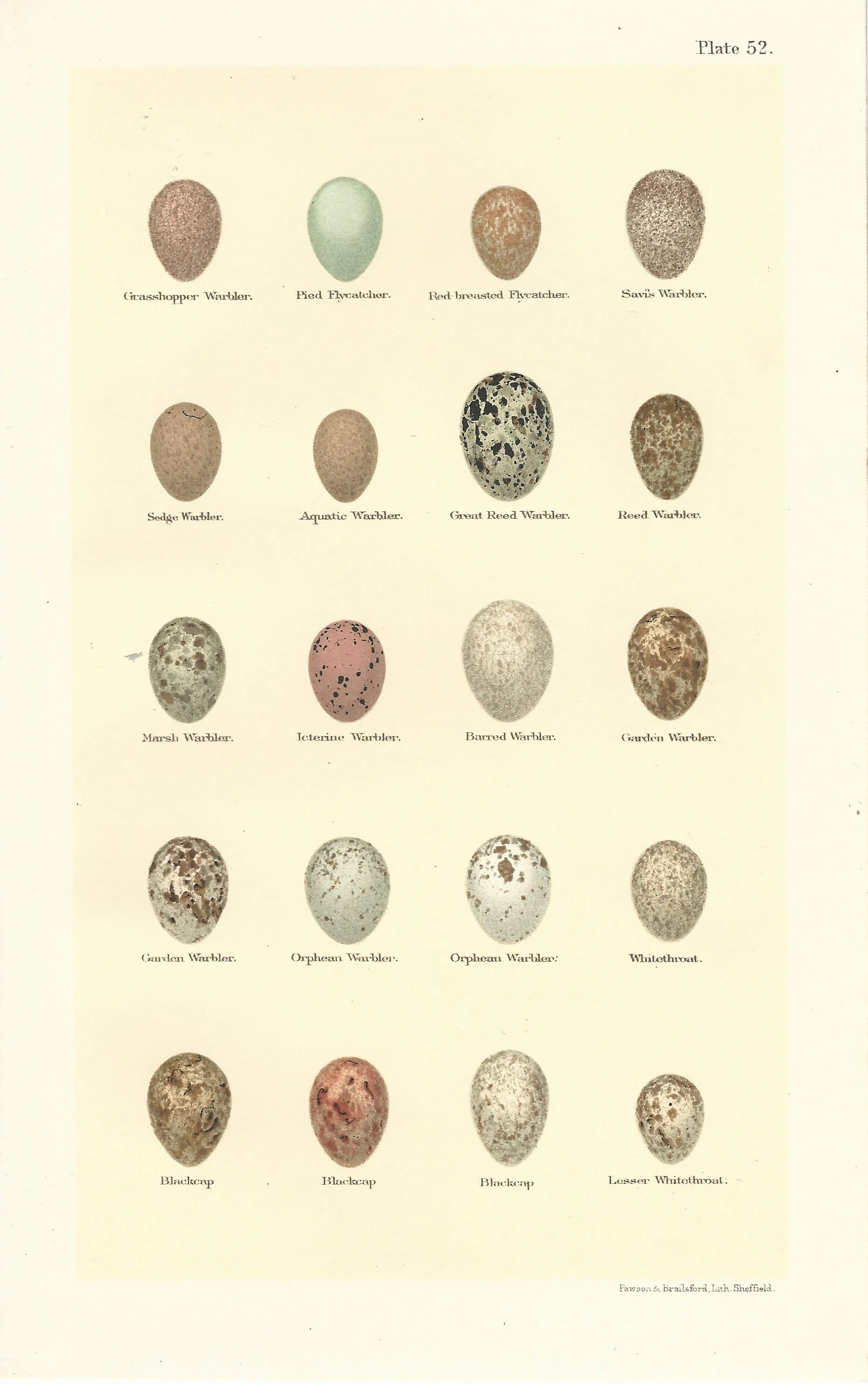 Warbler Blackcap Seebohm Eggs of British Birds Antique Print Plate