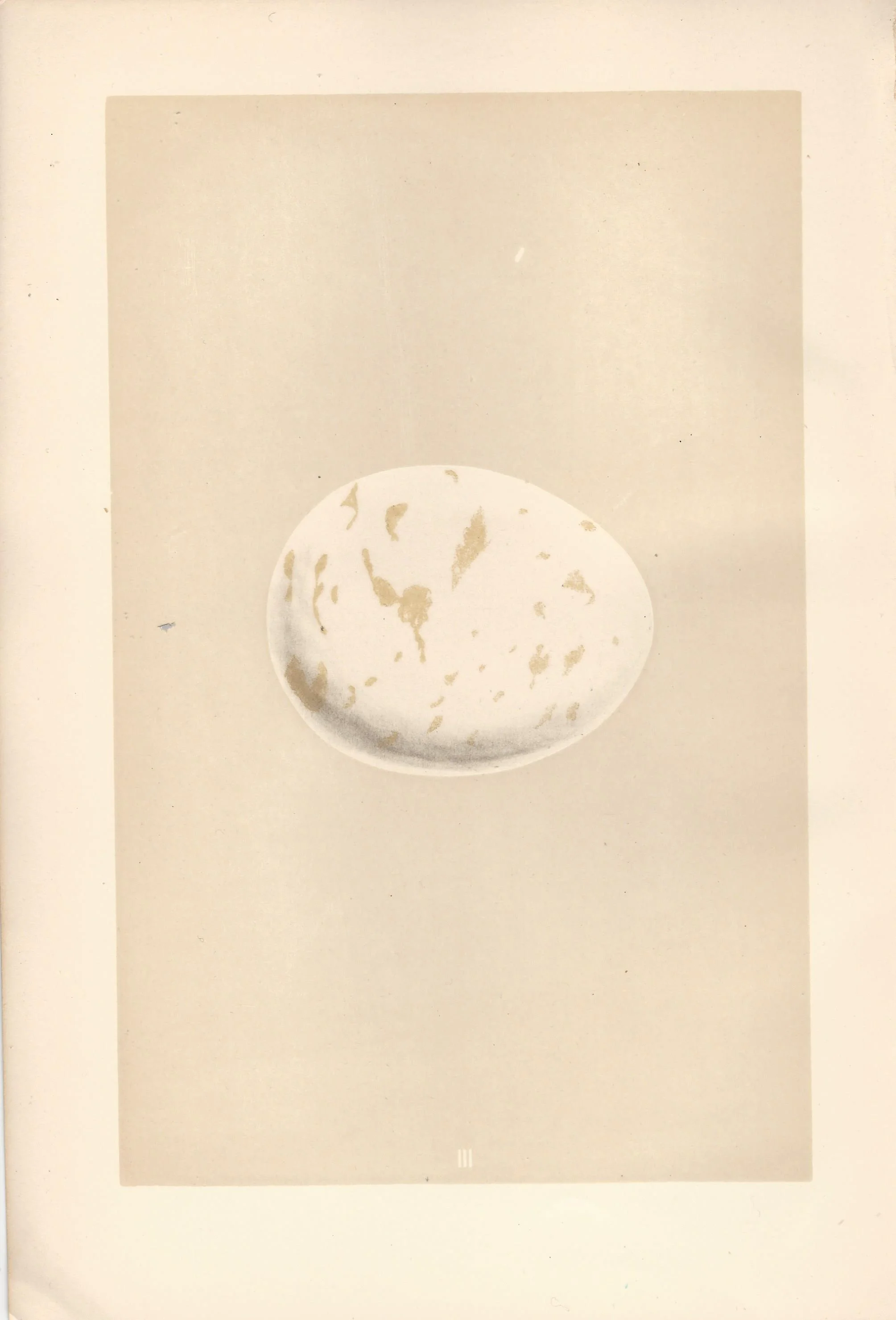 Erne Morris Eggs of British Birds Antique Print Plate