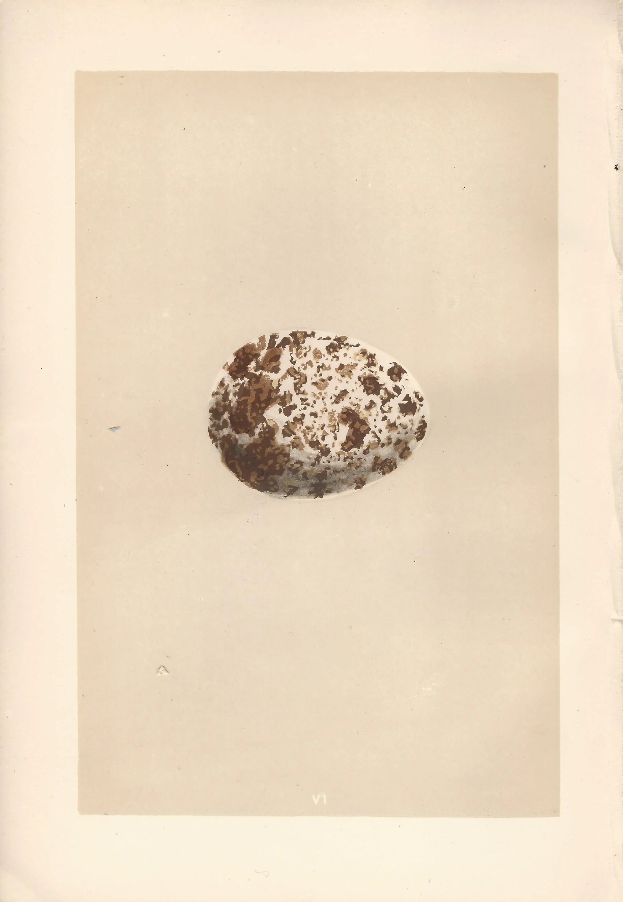 Osprey Morris Eggs of British Birds Antique Print Plate
