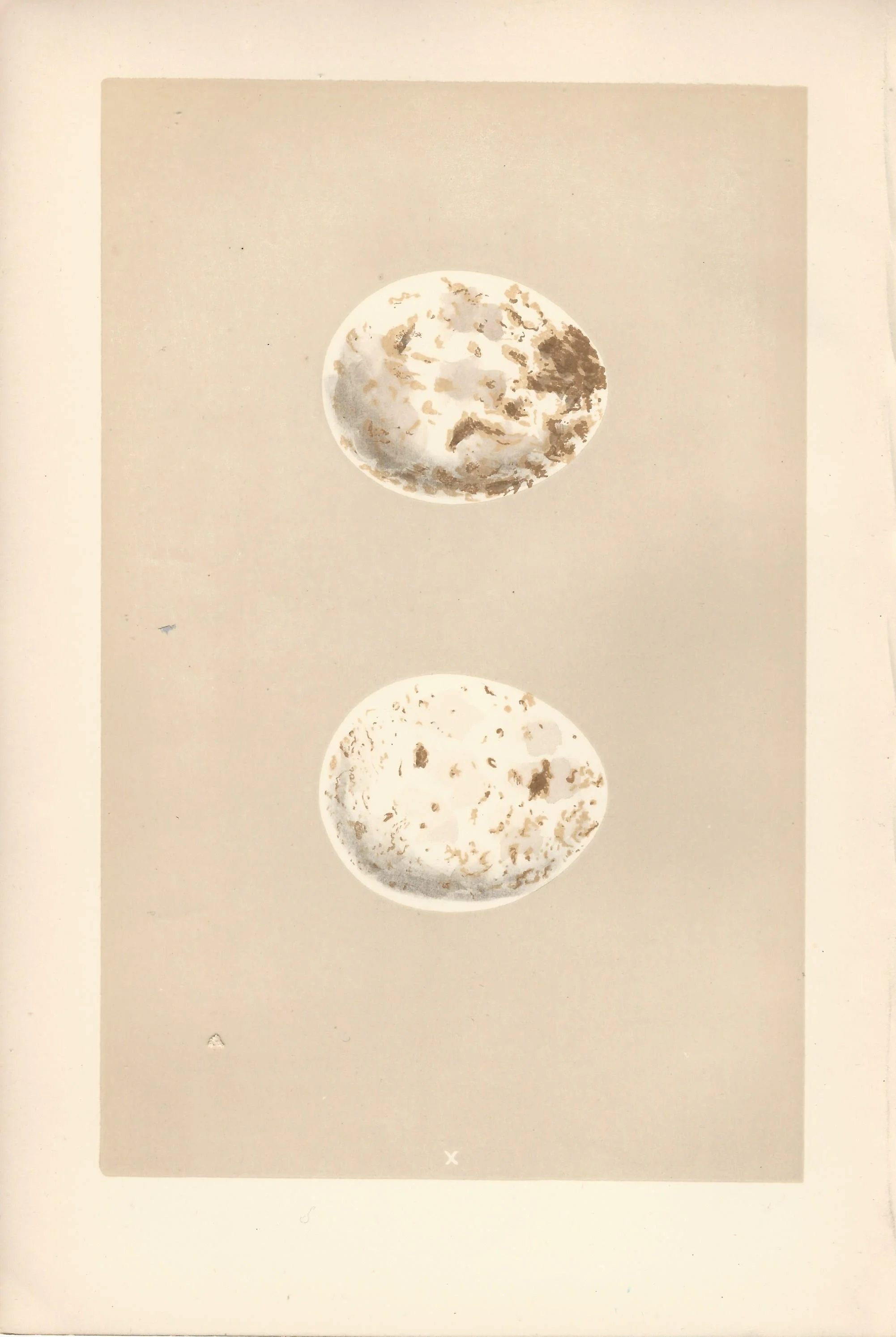 Kite Morris Eggs and Nests of british Birds Antique Print Plate
