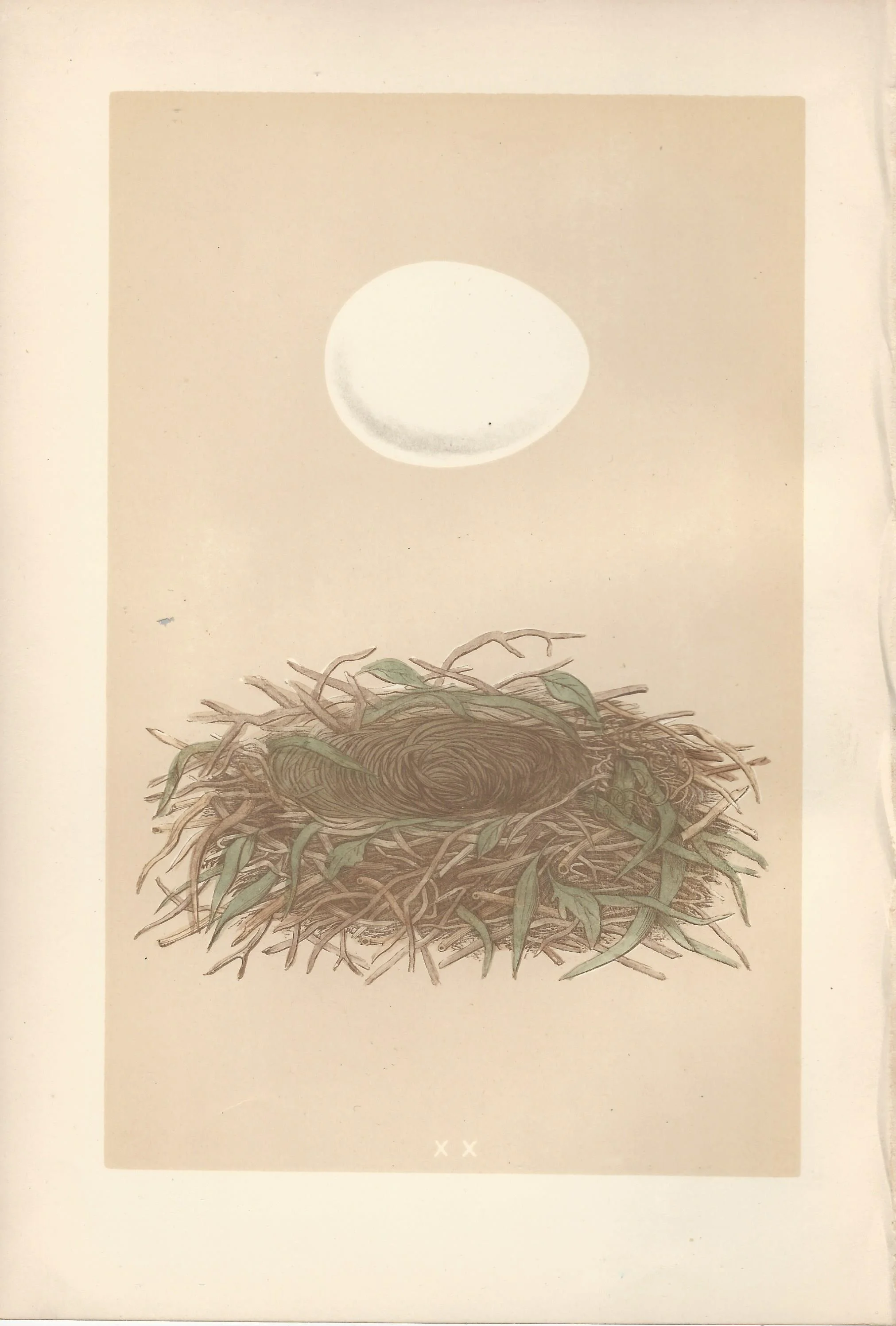 Marsh Harrier Morris Eggs and nests of british Birds Antique Print Plate