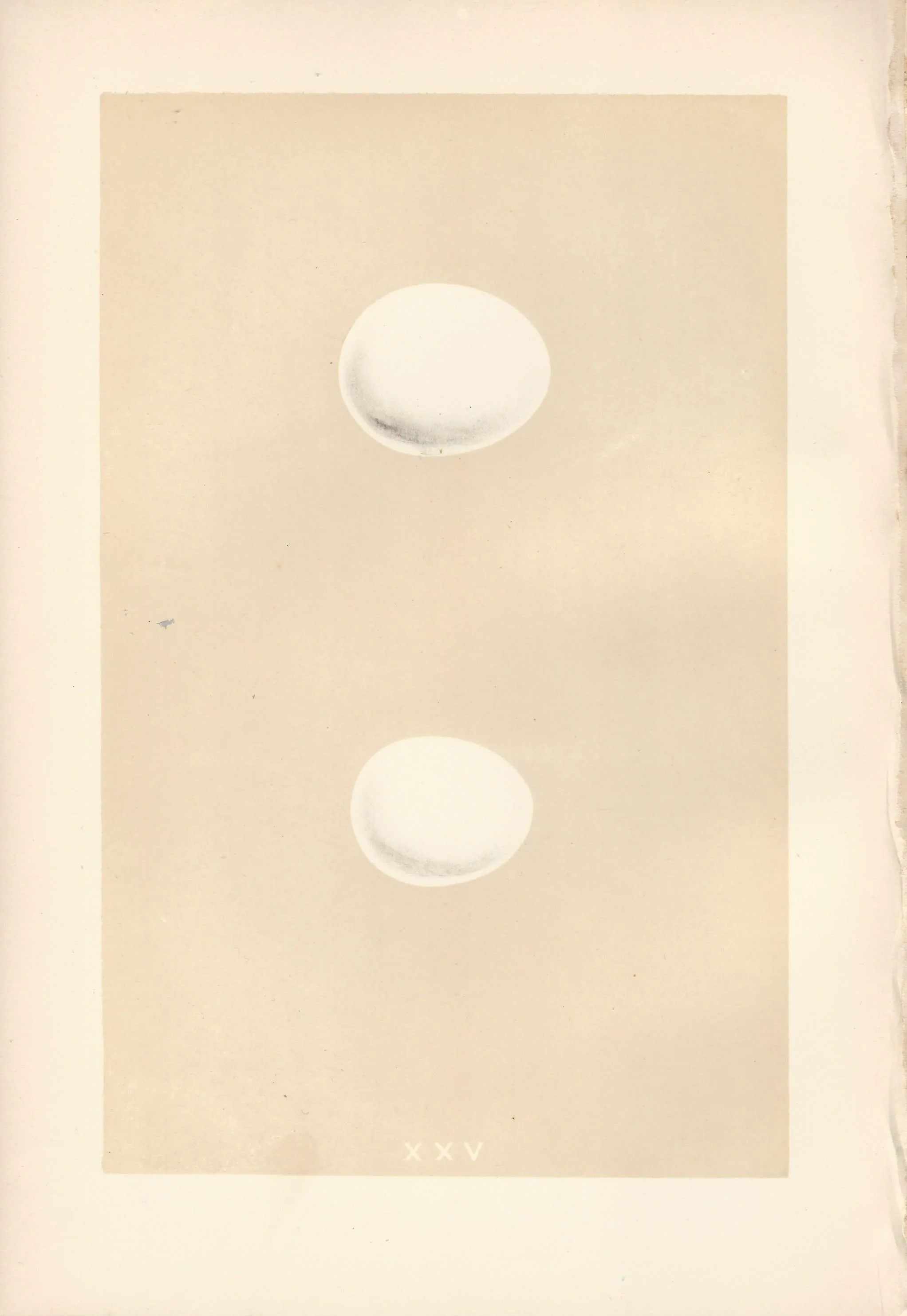 White Owl Eggs Morris Eggs and Nests of British Birds Antique Print plate