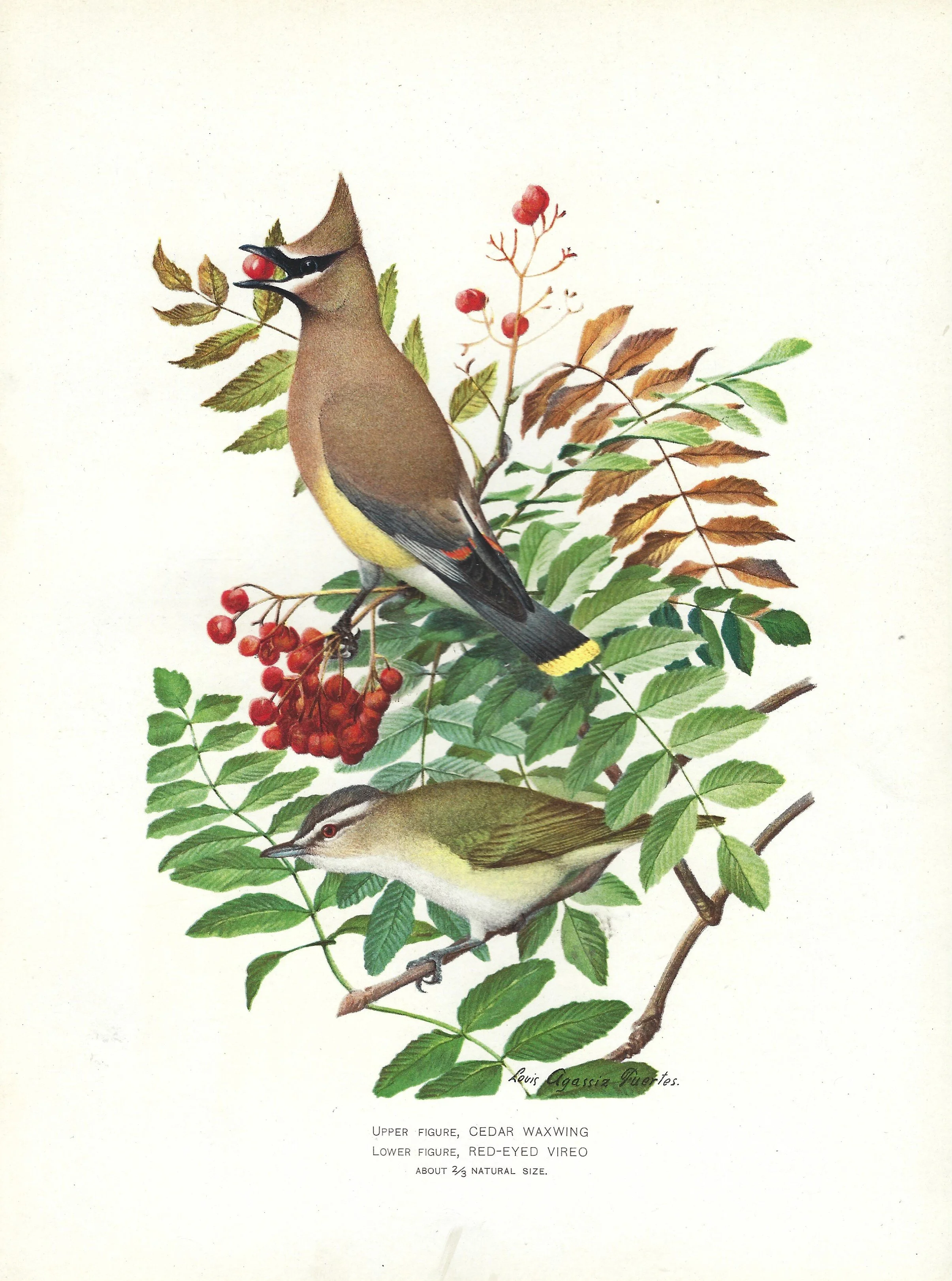 Cedar Waxwing New York Fish and Game 1902 