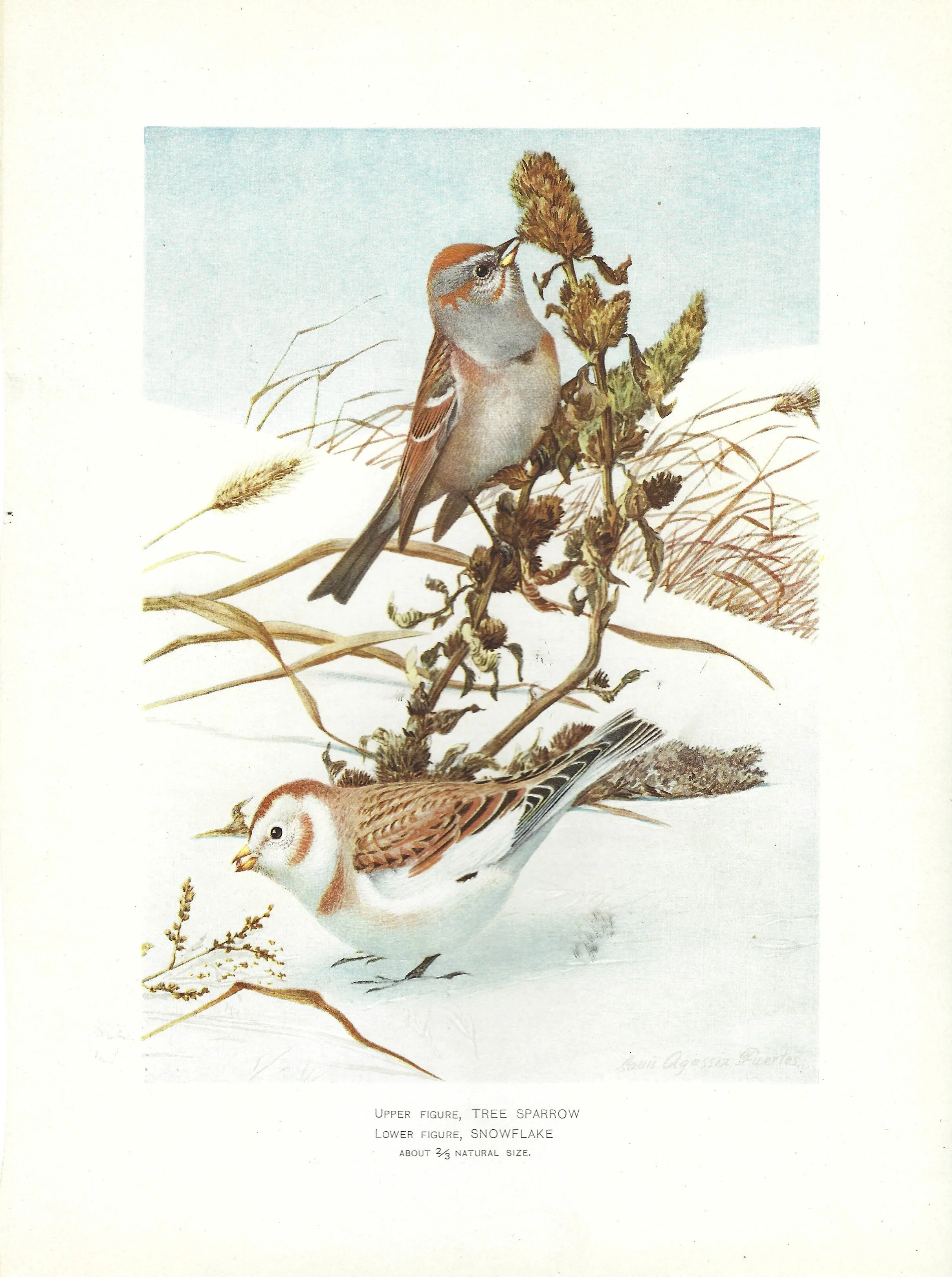 Tree Sparrow New York State Fish and Game 1902