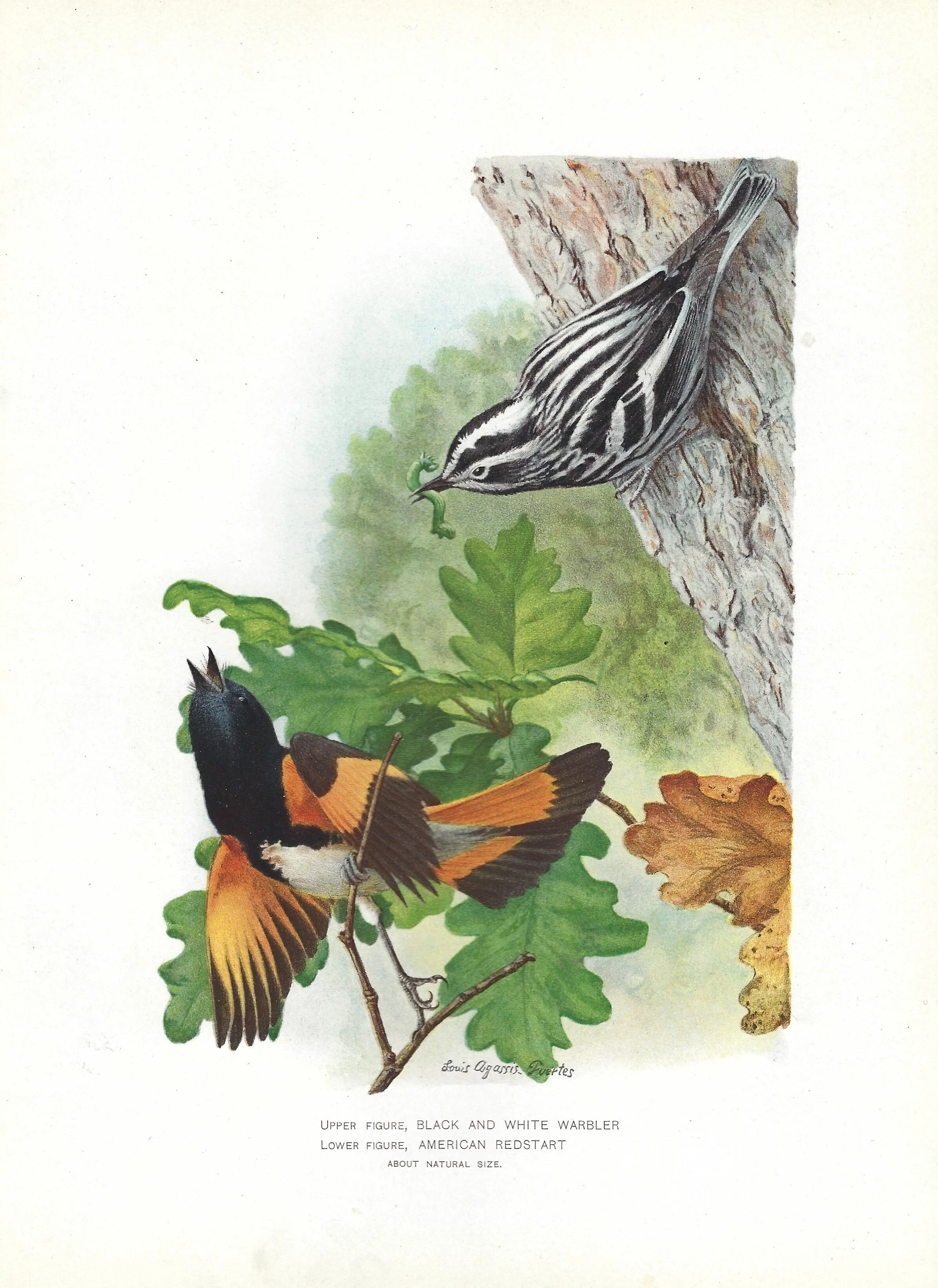 Warbler and Redstart