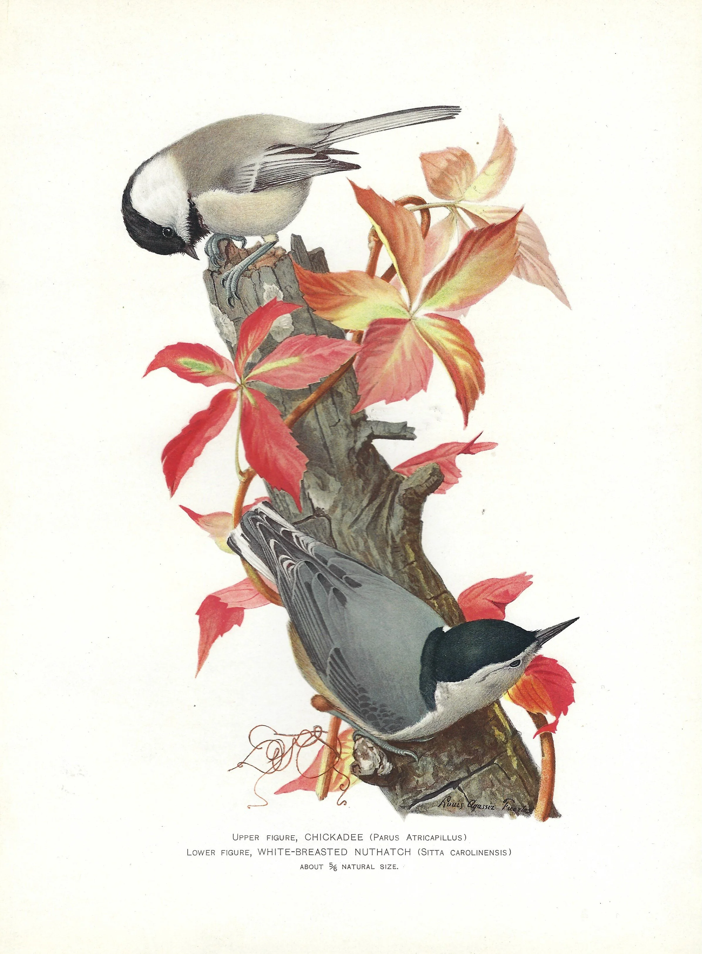 Chickadee.jpg