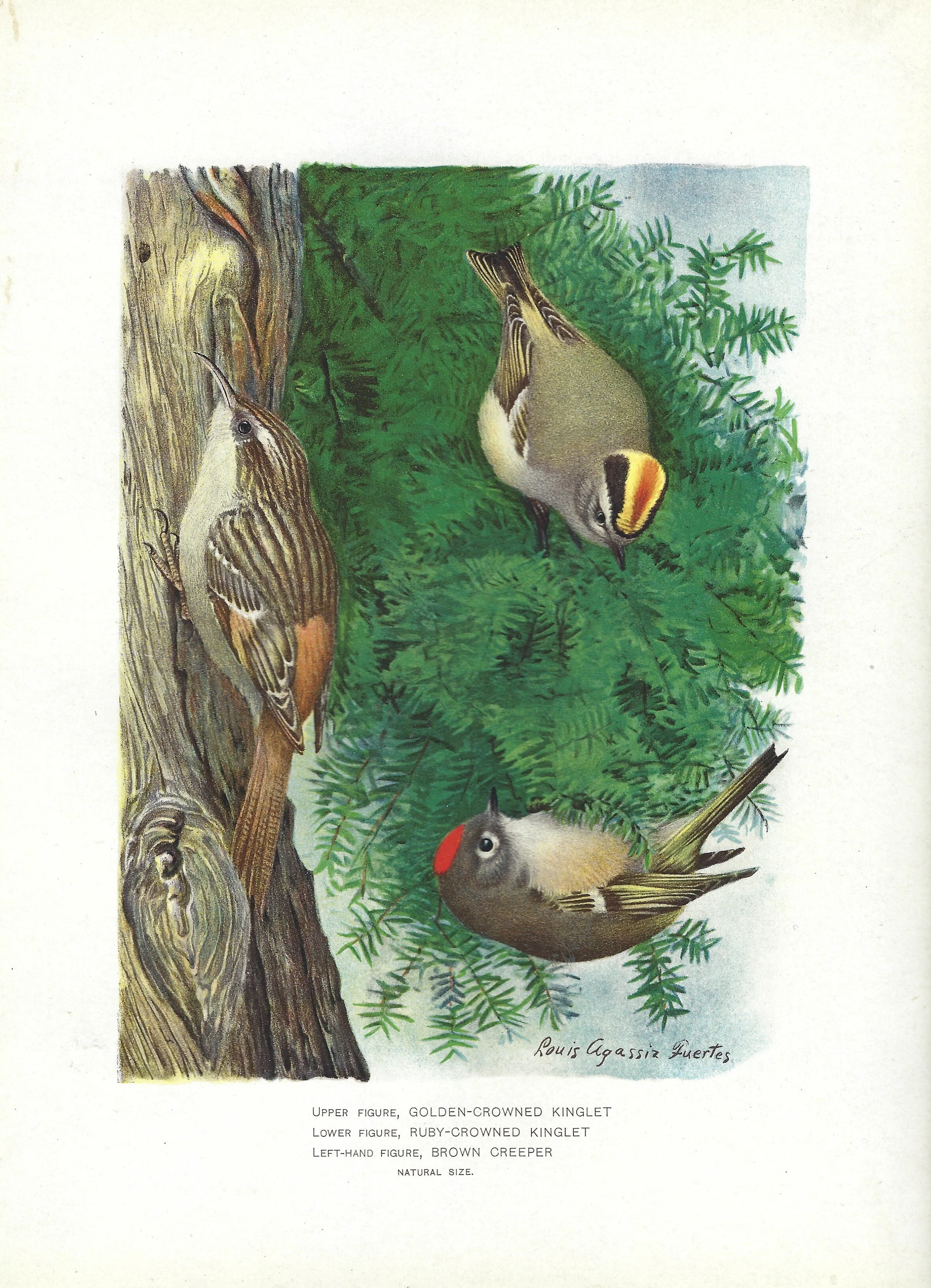 Kinglet Creeper NYS Fish and Game 