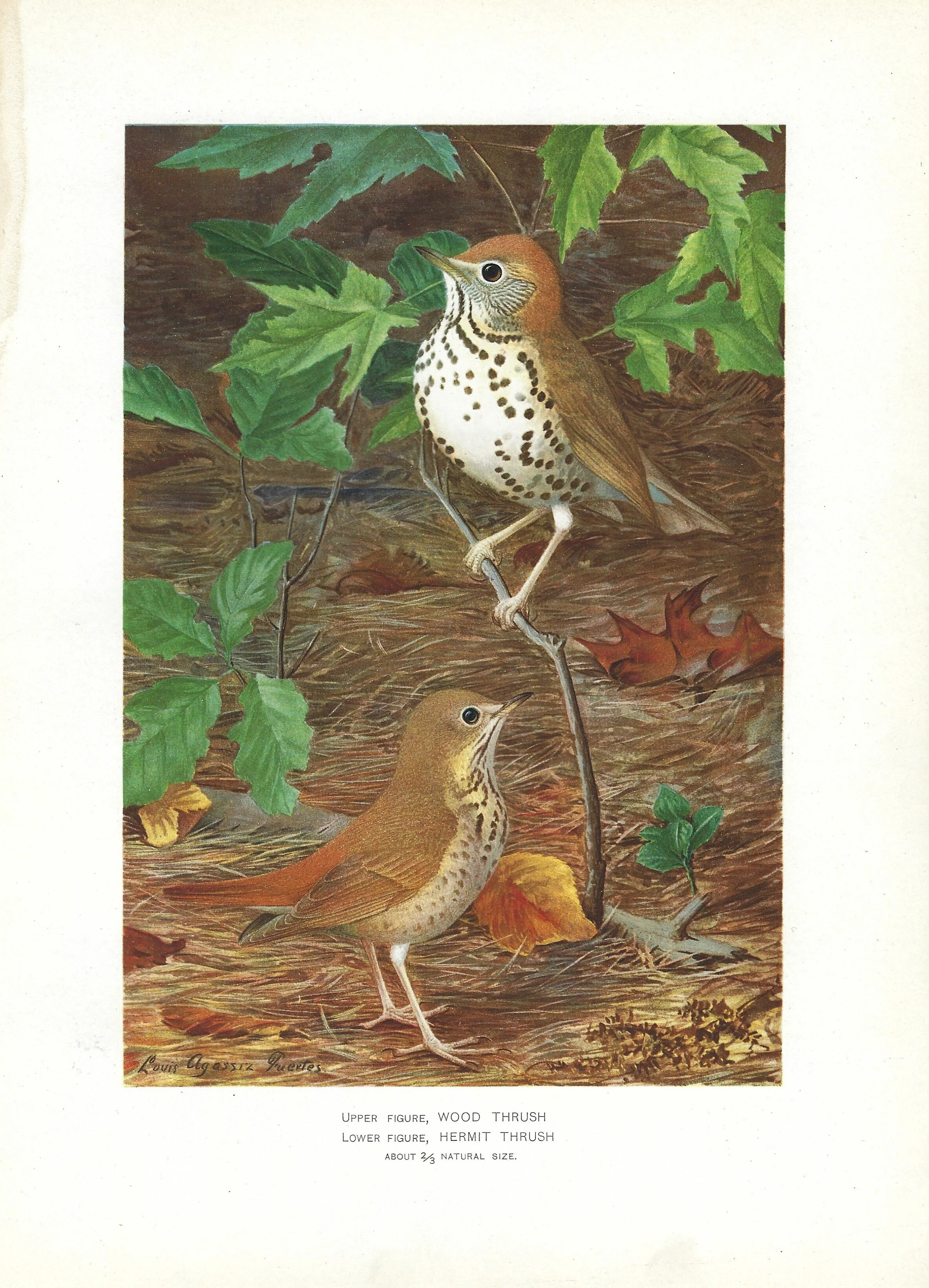 Wood Thursh NYS Fish and Game Chromolithograph