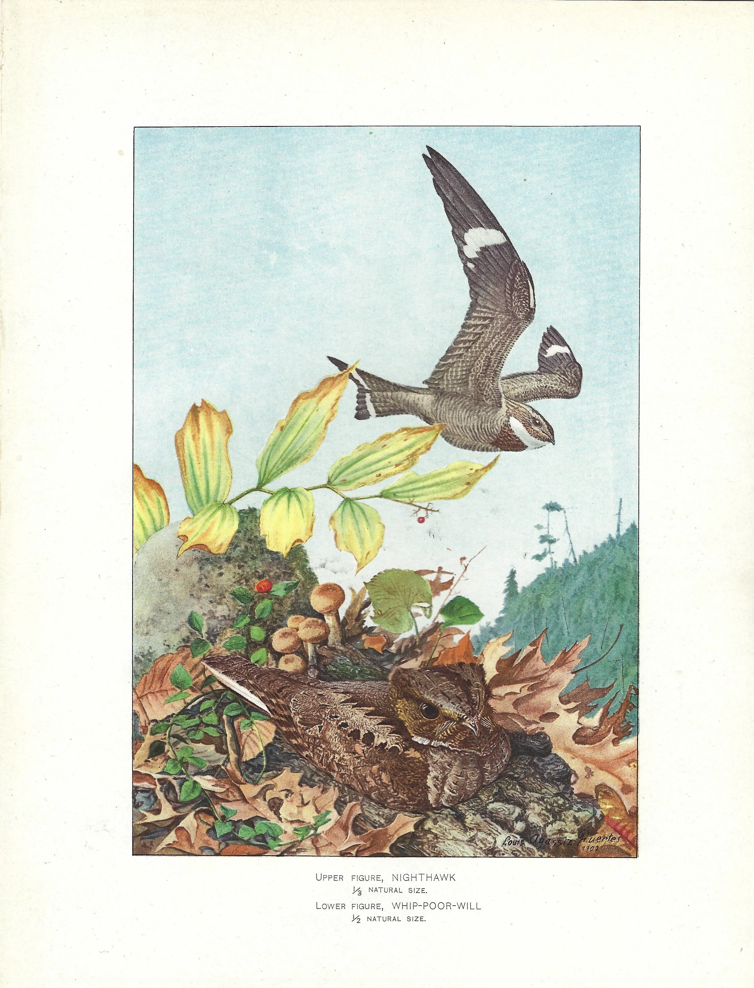 Night Hawk NYS Fish and Game 1902 Chromolithograph Print Plate