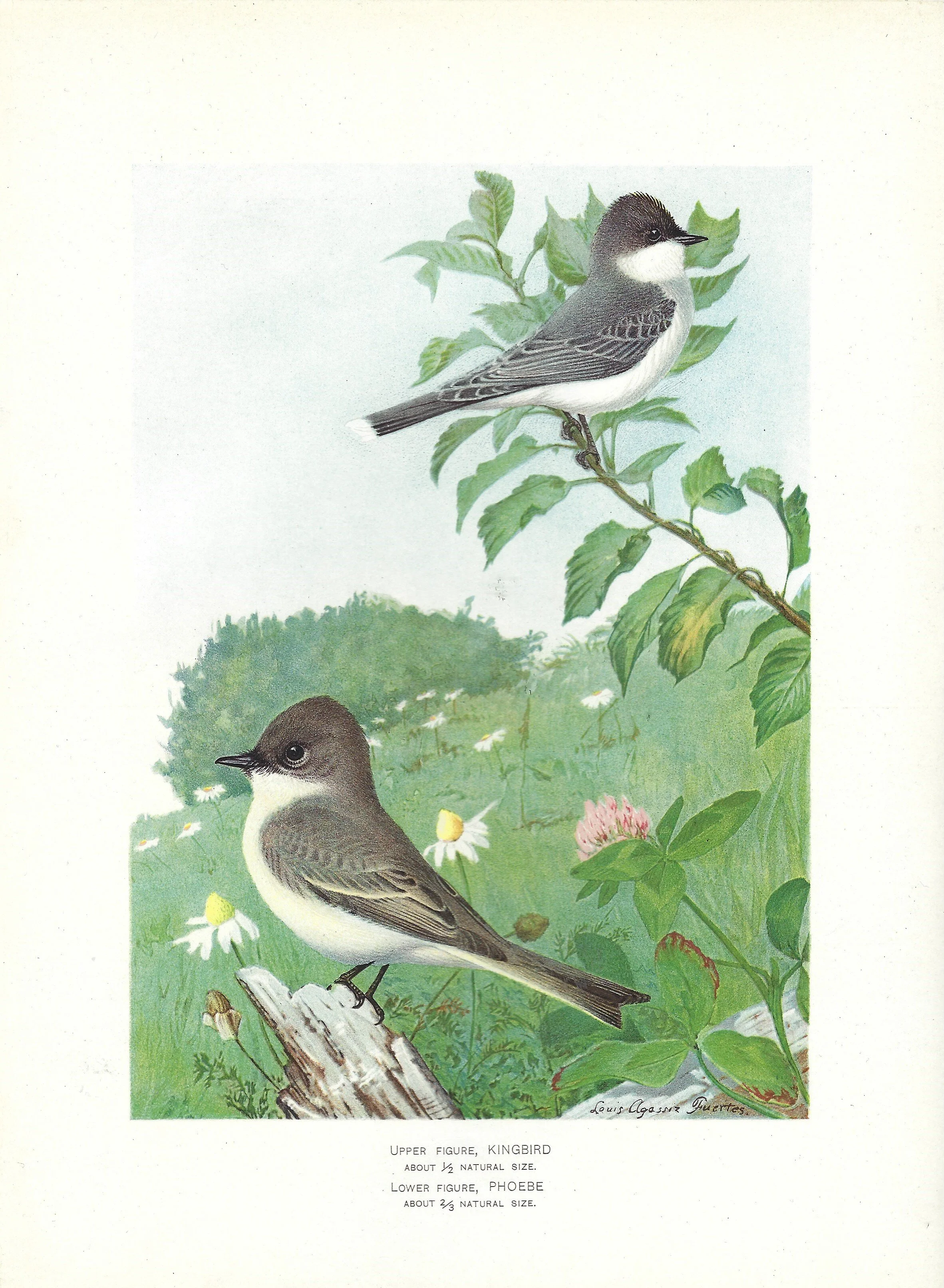 Kingbird Phoebe NY^S Fish Game 