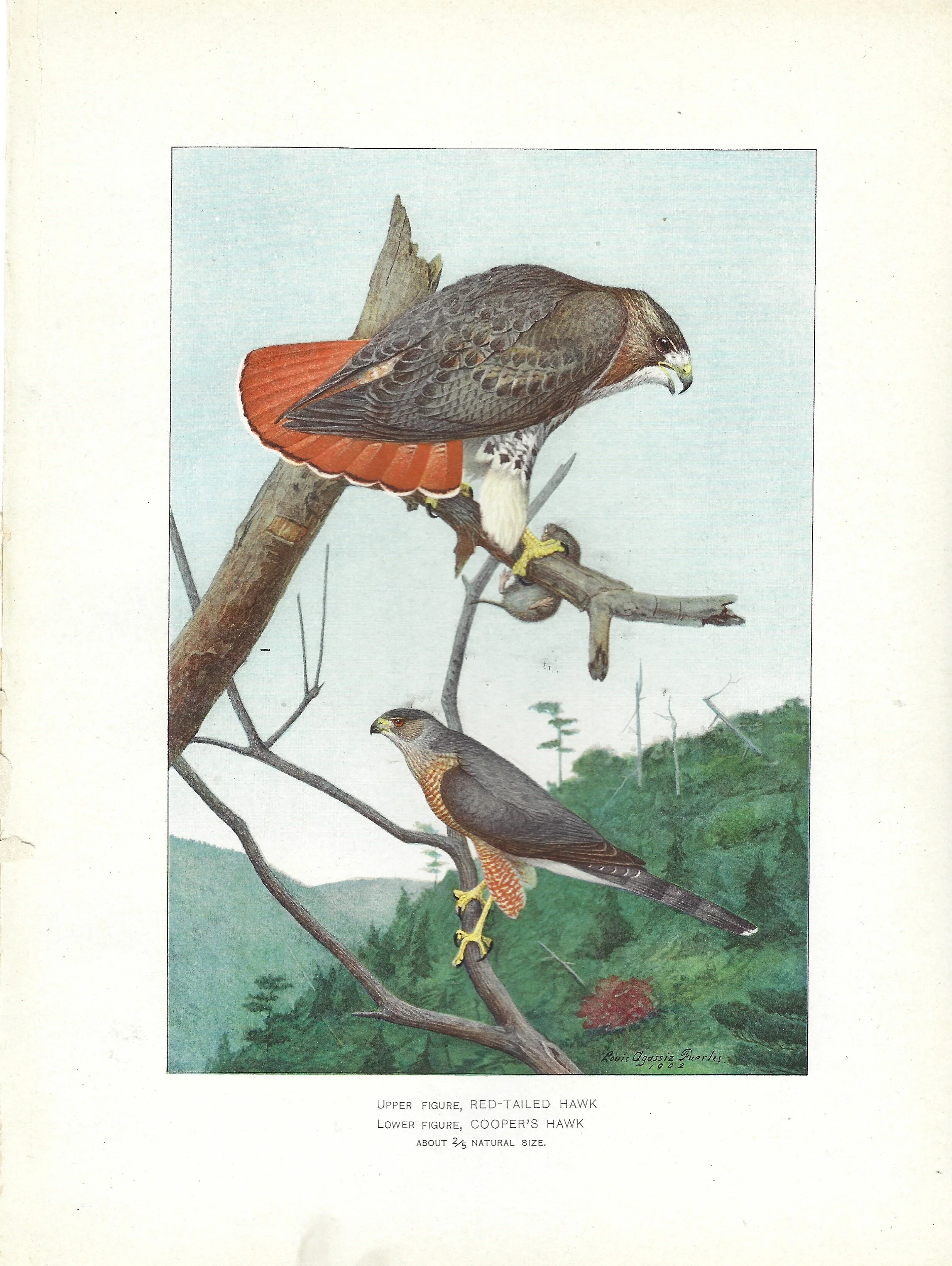 Red Tailed Hawk NYS Fish and Game Print Plate