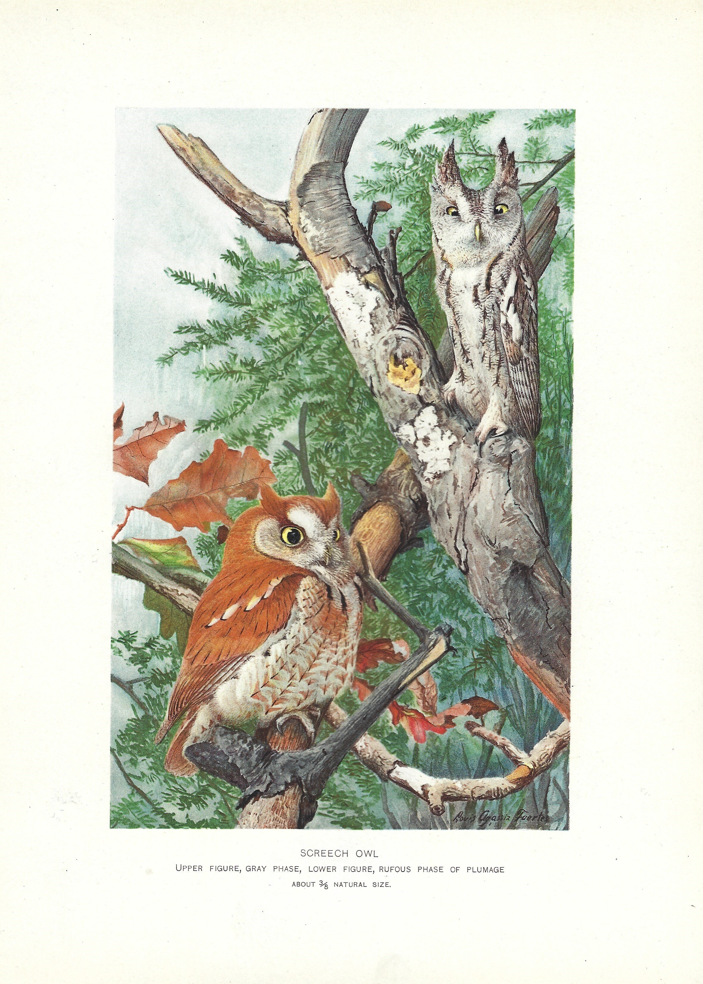 screech owl NYS fish and Game