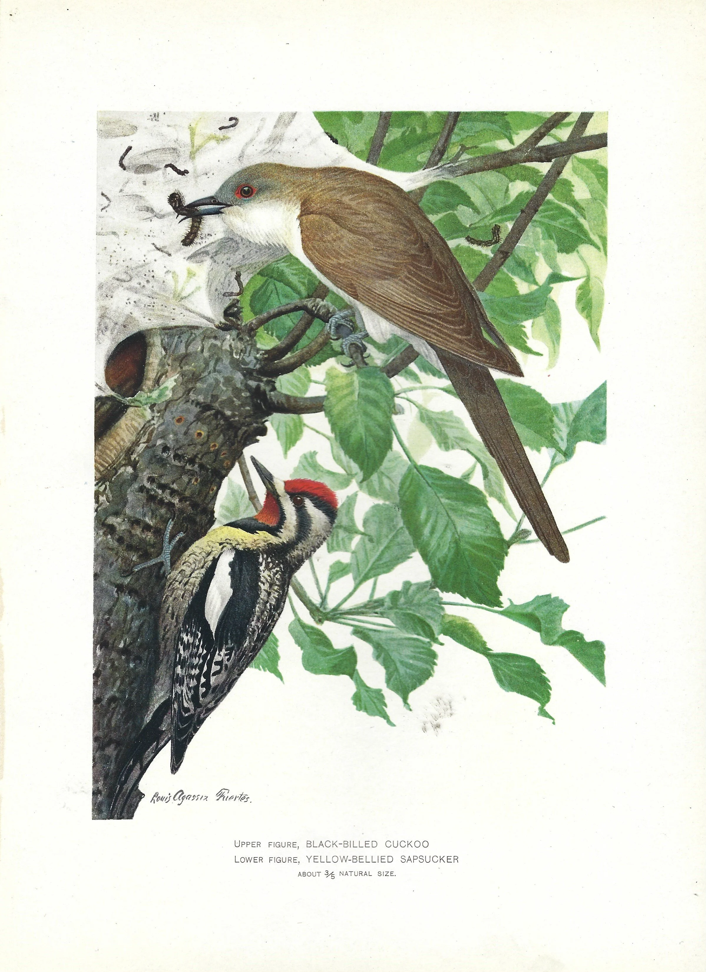 Black Billed Cuckoo and Yellow Bellied Sapsucker New York Fish and Game