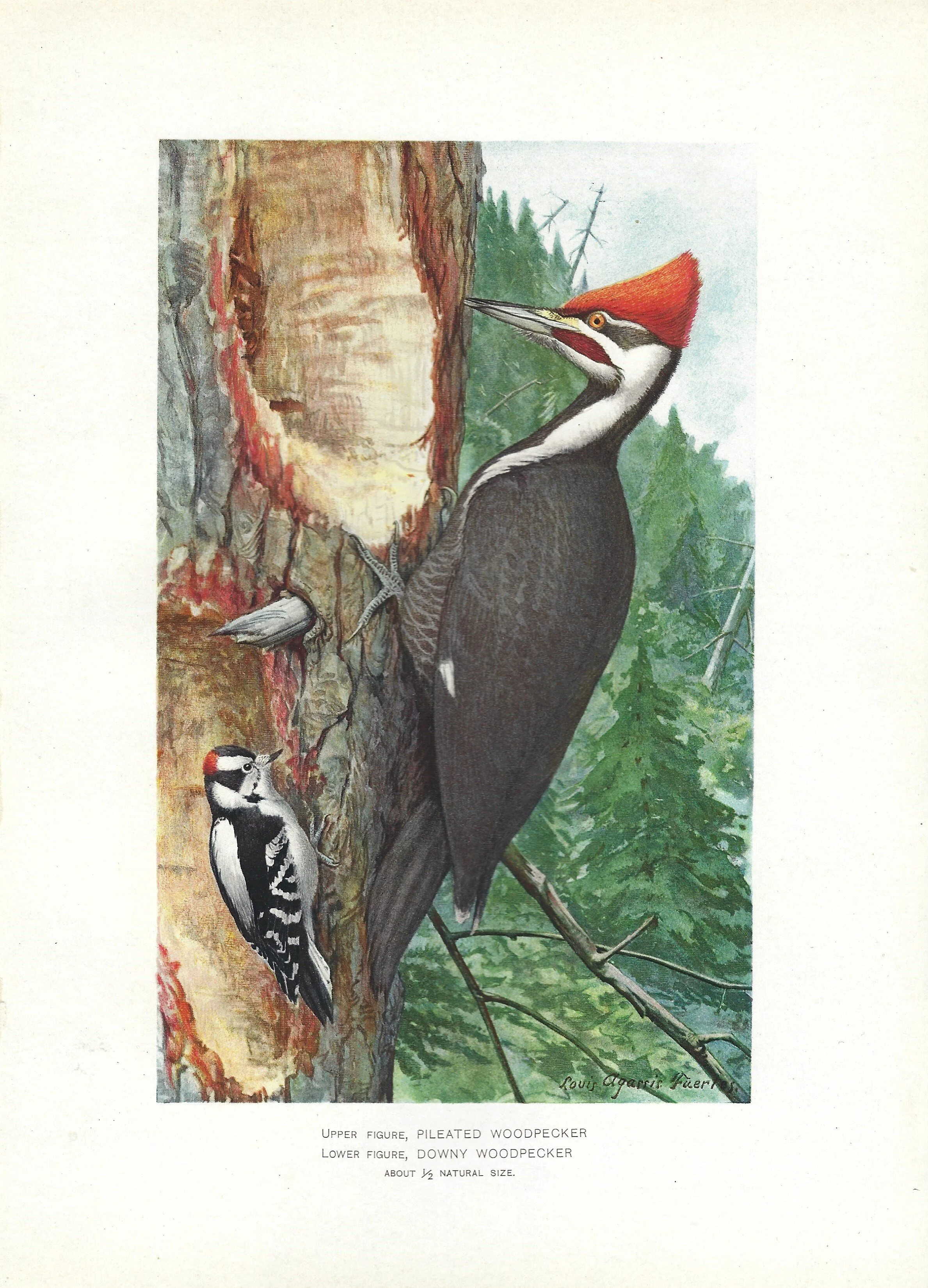 Pileated Woodpecker - NYS Fish and Game 1902