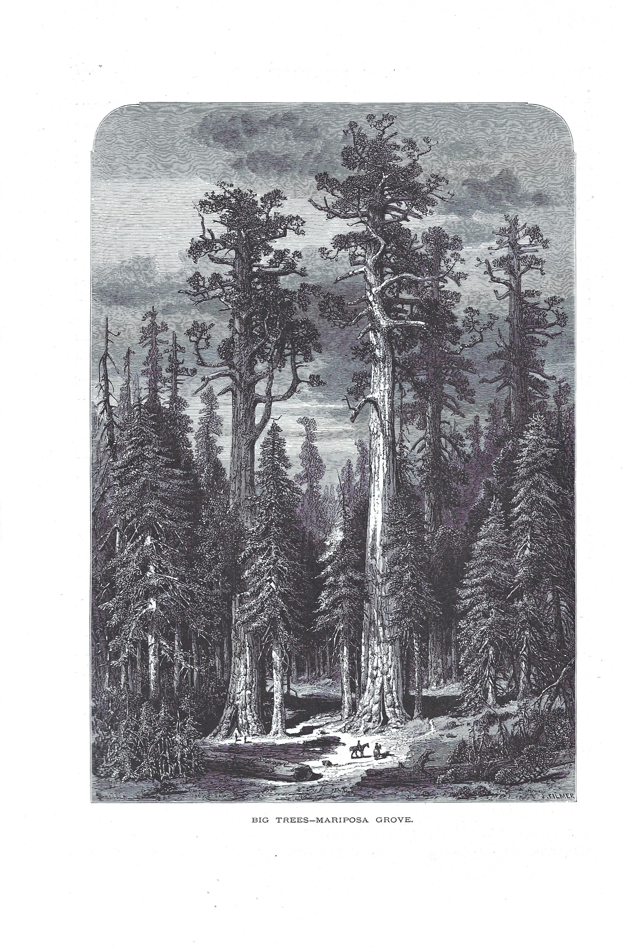 CA - Mariposa Grove.jpg