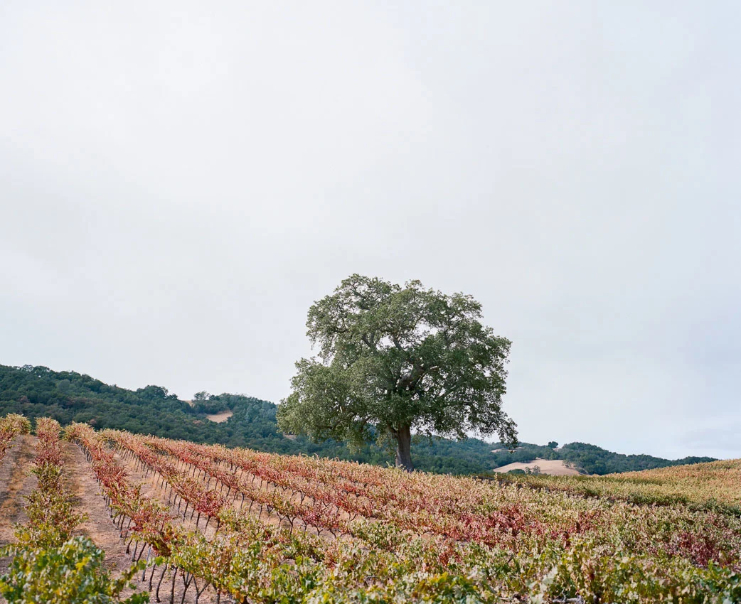Hammersky Wedding Paso Robles photography by The deJaureguis