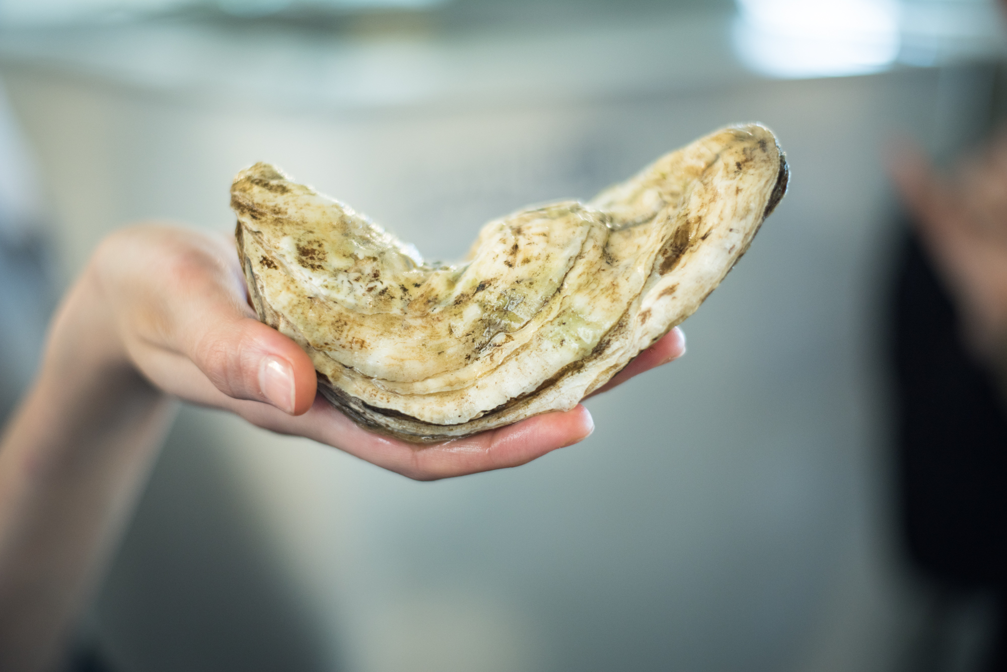 Volunteers spend the first part of the day in the lab, learning about the first stages of oyster propagation. From there, volunteers head outside to the 'eco-doc,' to which adolescent oysters are transferred.