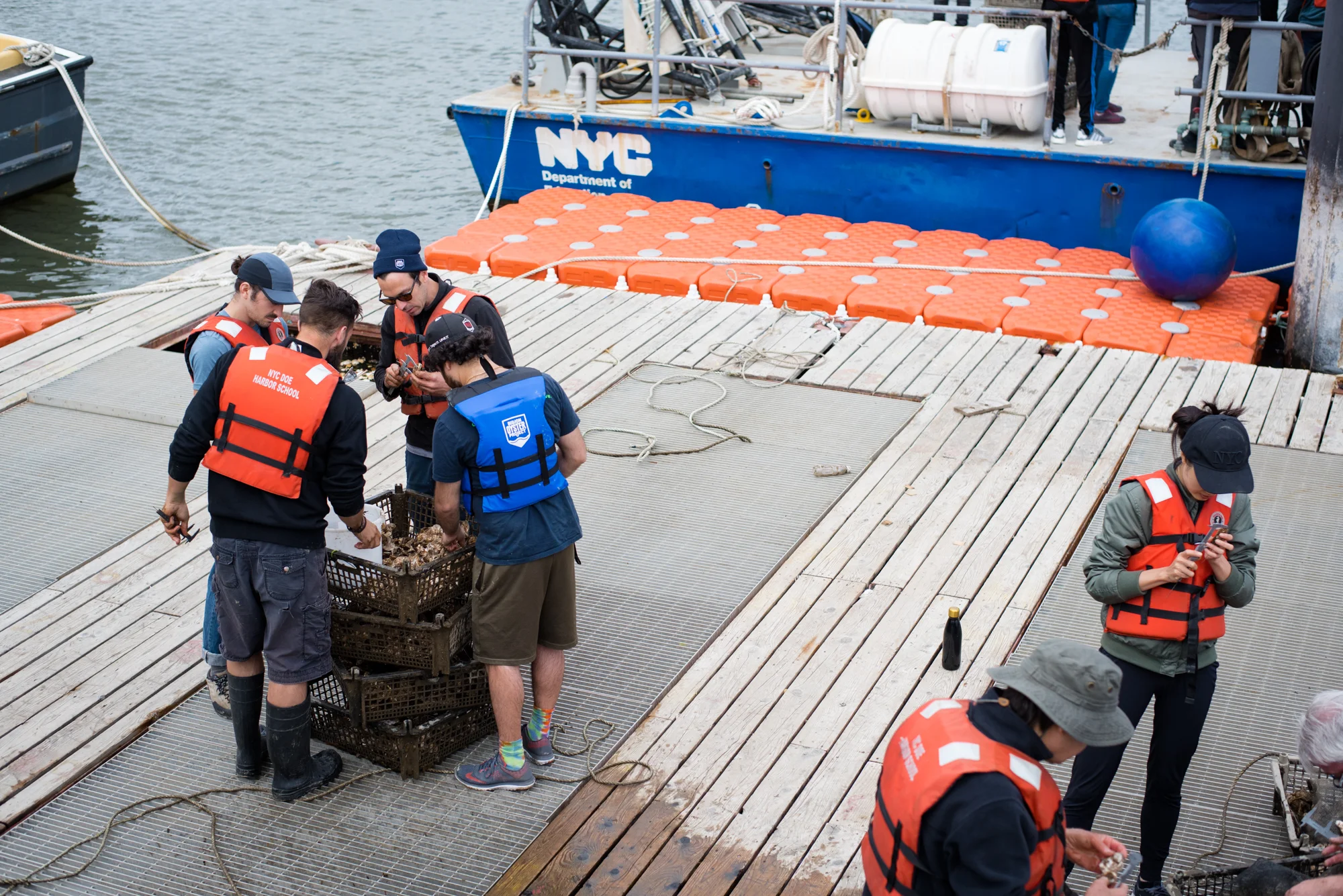  On the eco-dock, volunteers will help with any number of activities depending on what BOP needs. On this day, we measured the growth of young oysters that were [intentionally] exposed to predators. 