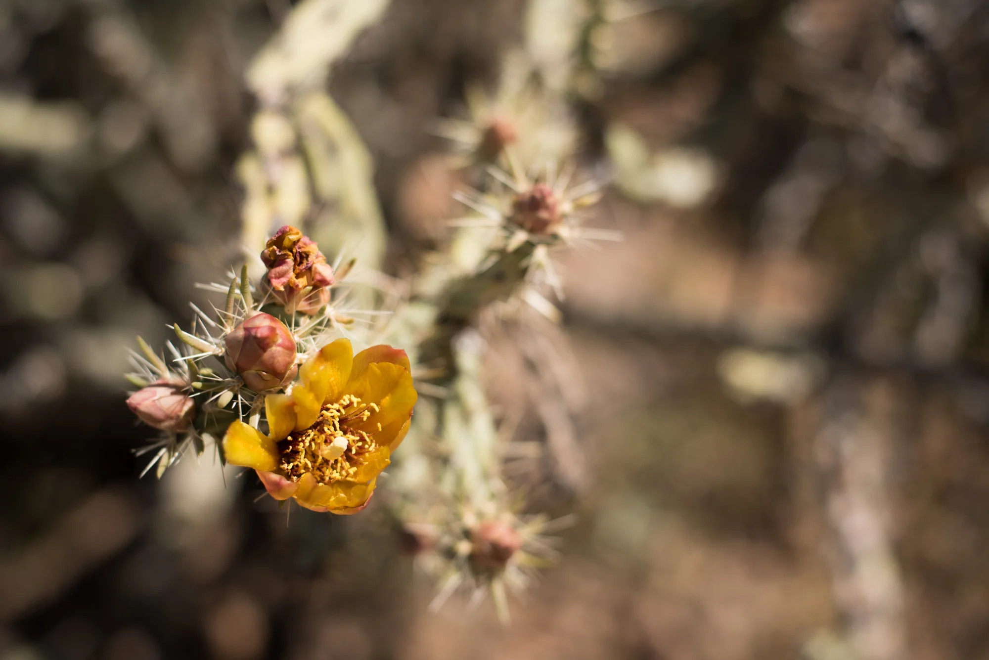 Saguaro-5.jpg