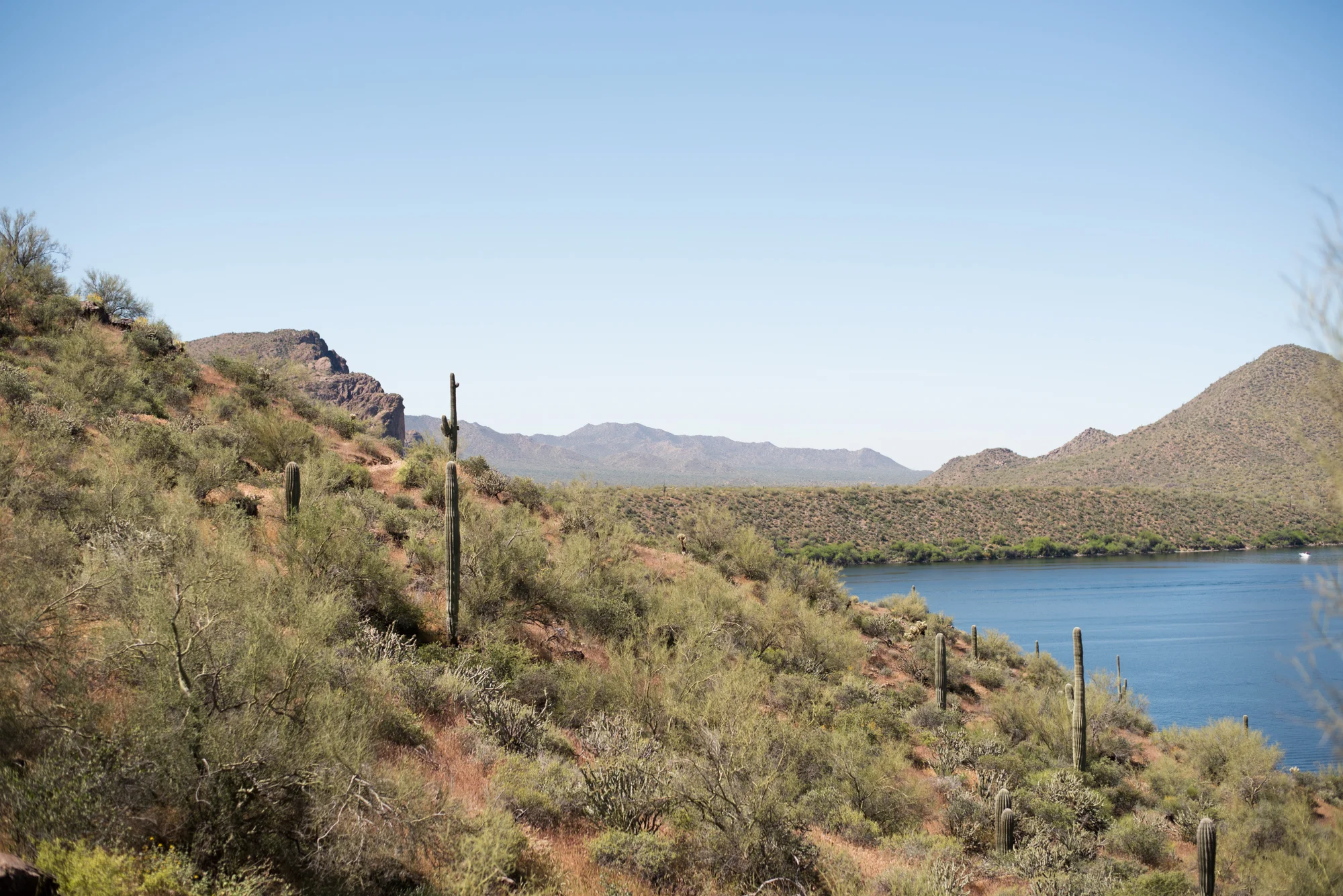 Saguaro-7.jpg