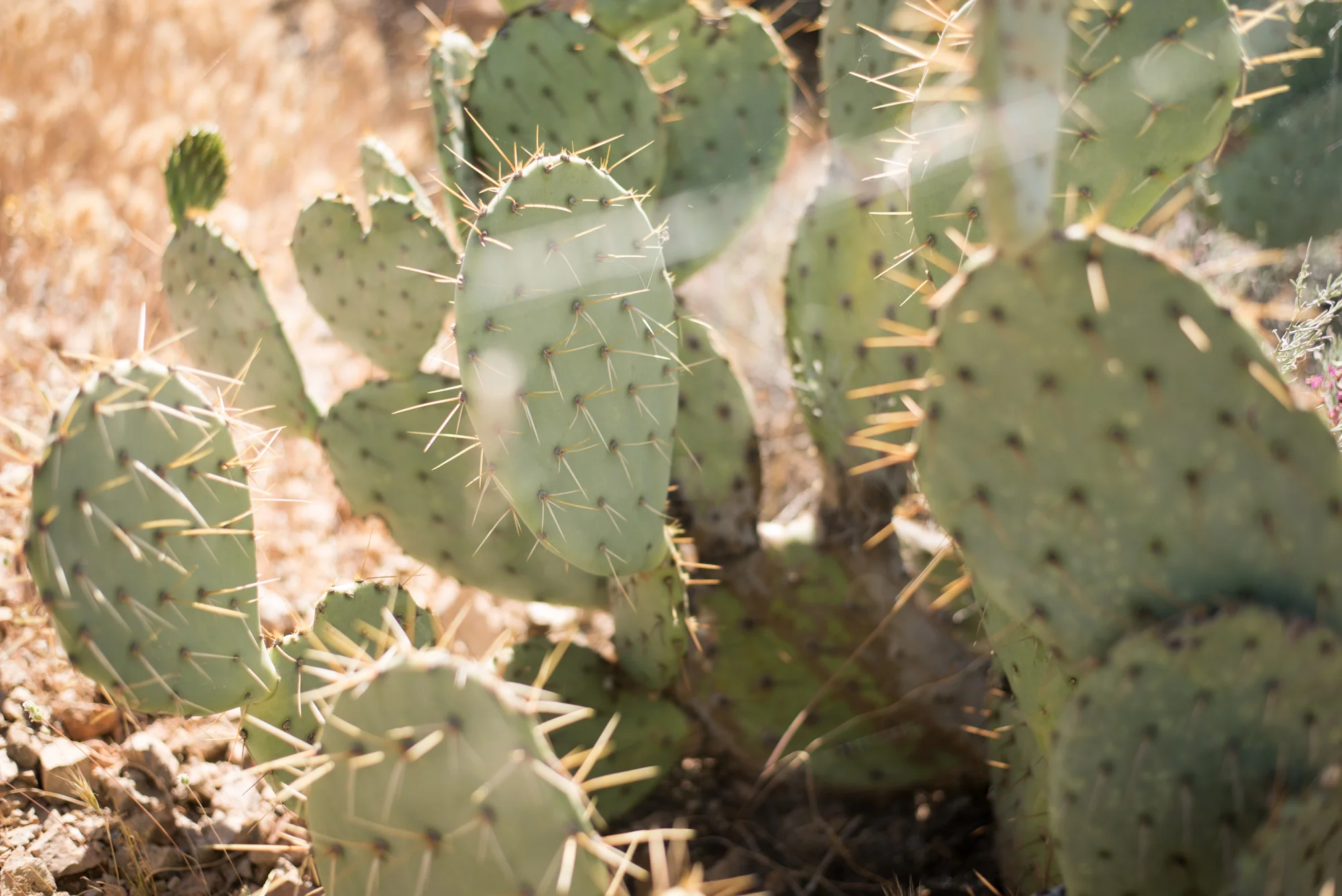 Saguaro-9.jpg
