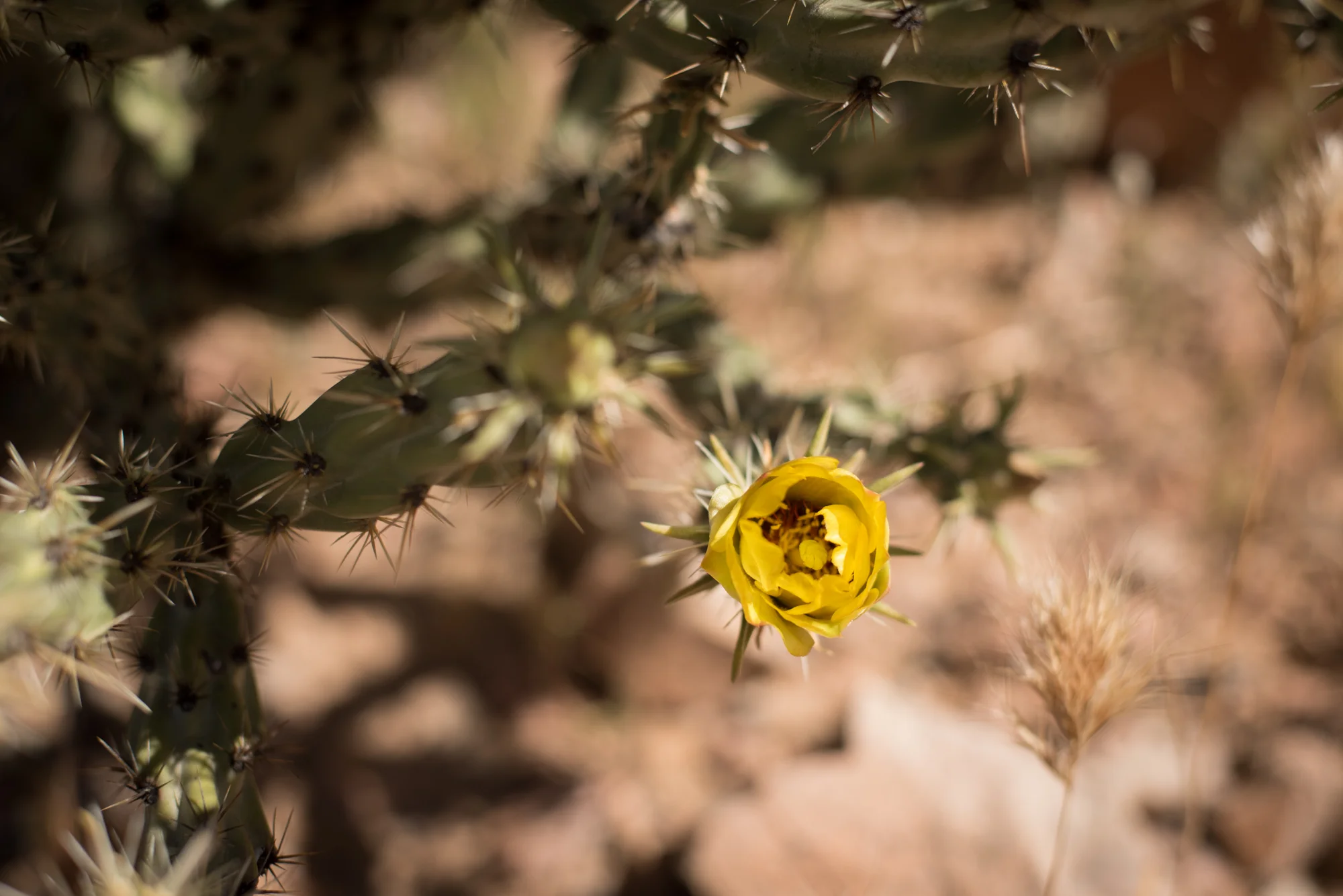 Saguaro-13.jpg