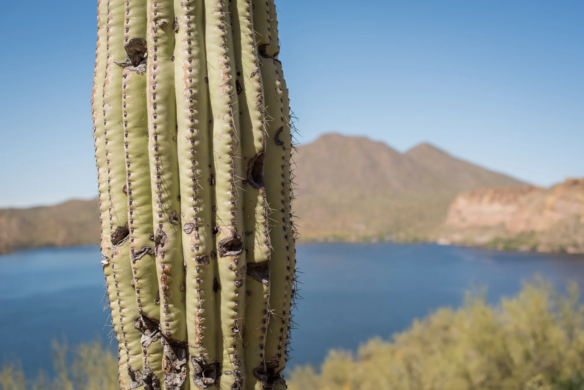 Saguaro-26.jpg