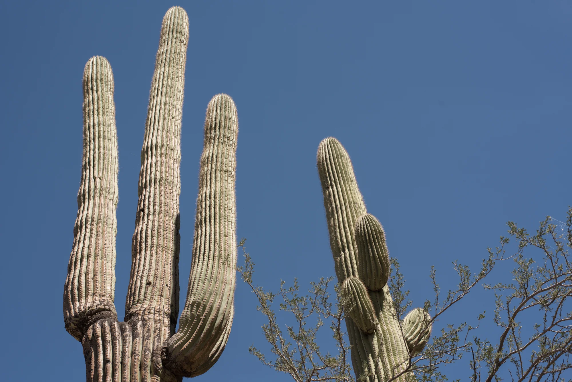 Saguaro-27.jpg