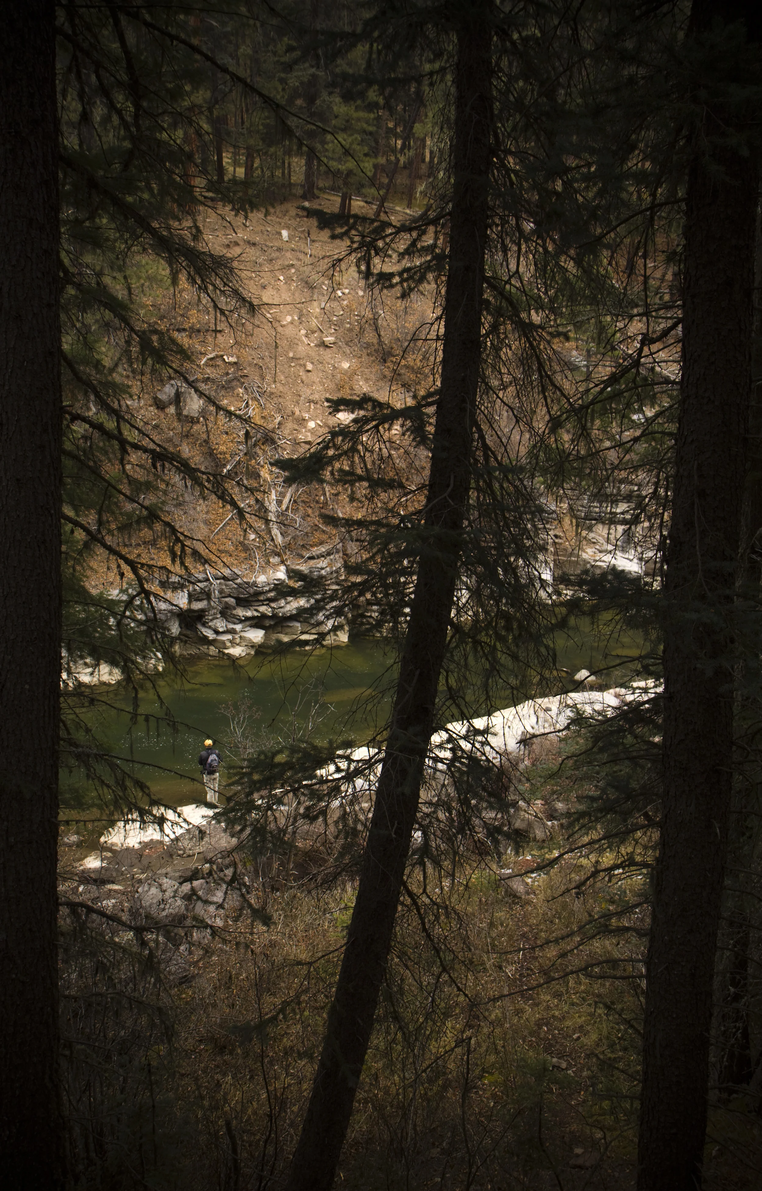 Piedra through trees