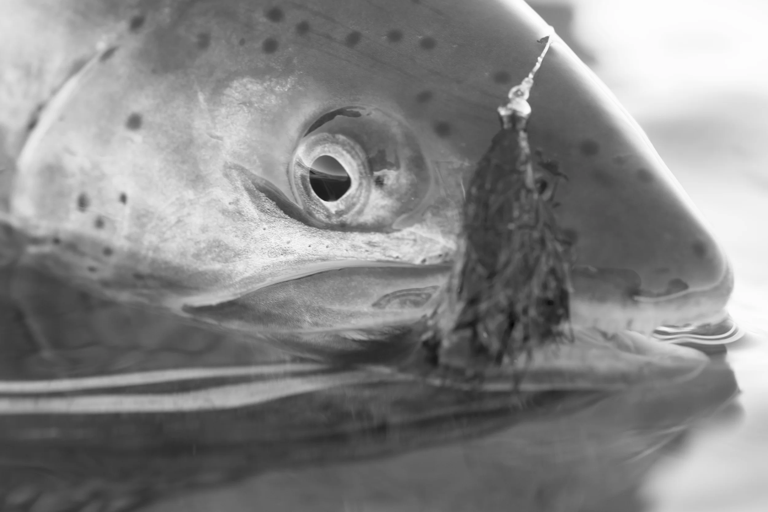streamer bw