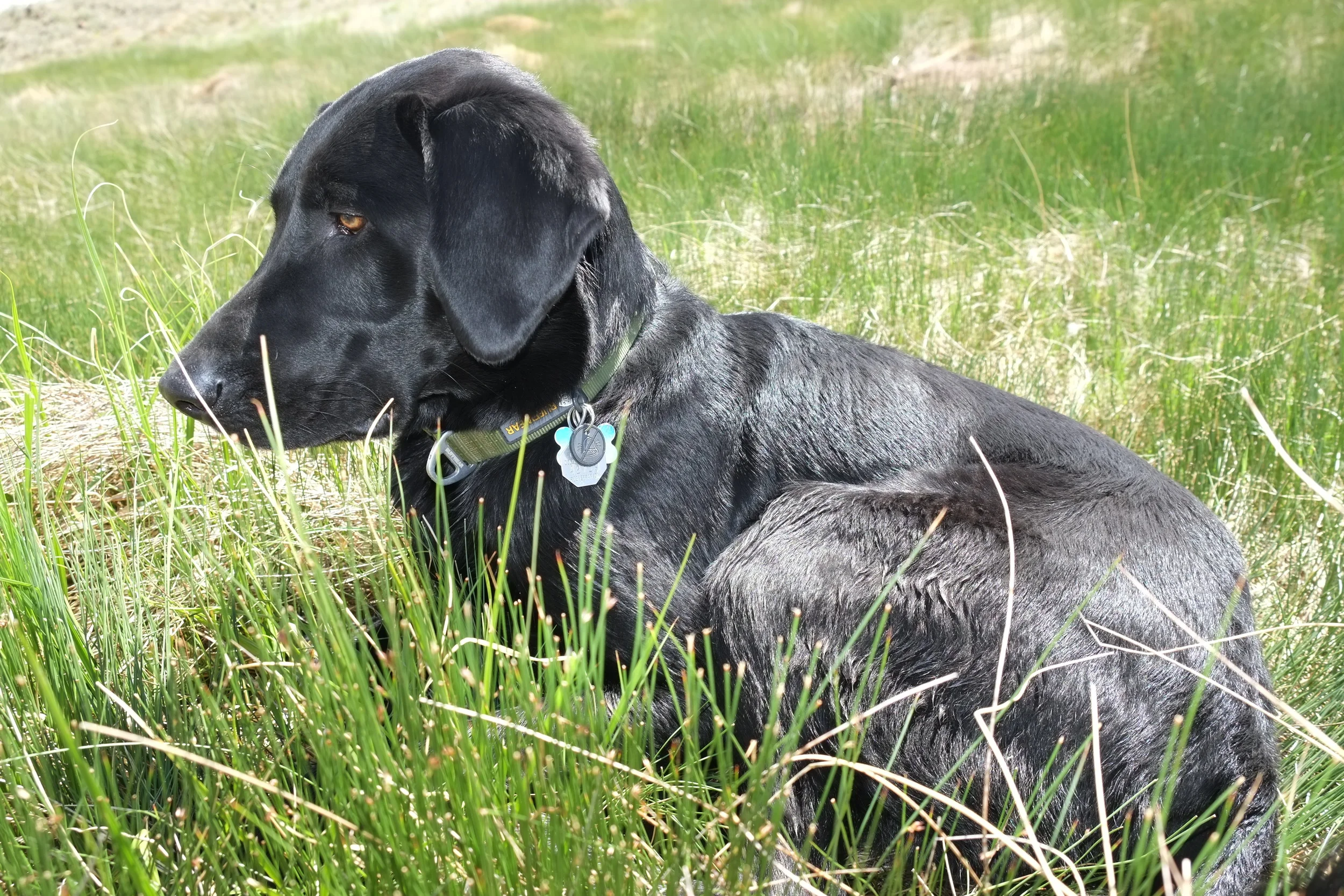 Watching intently