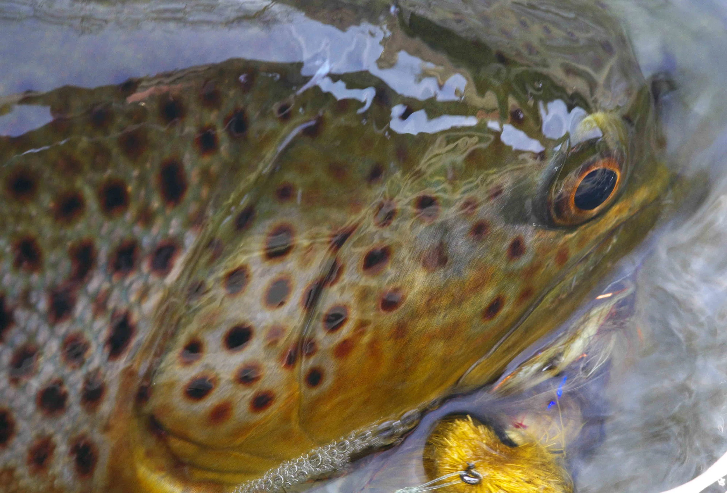 Brown with streamer.
