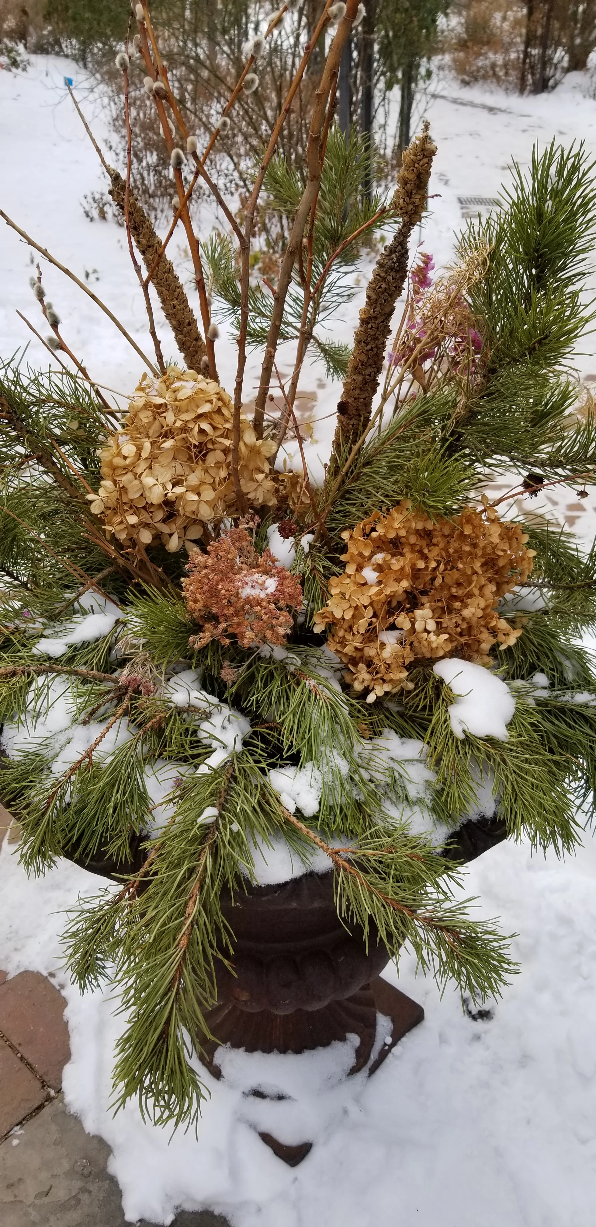 Plants dried in the garden with evergreen branches.