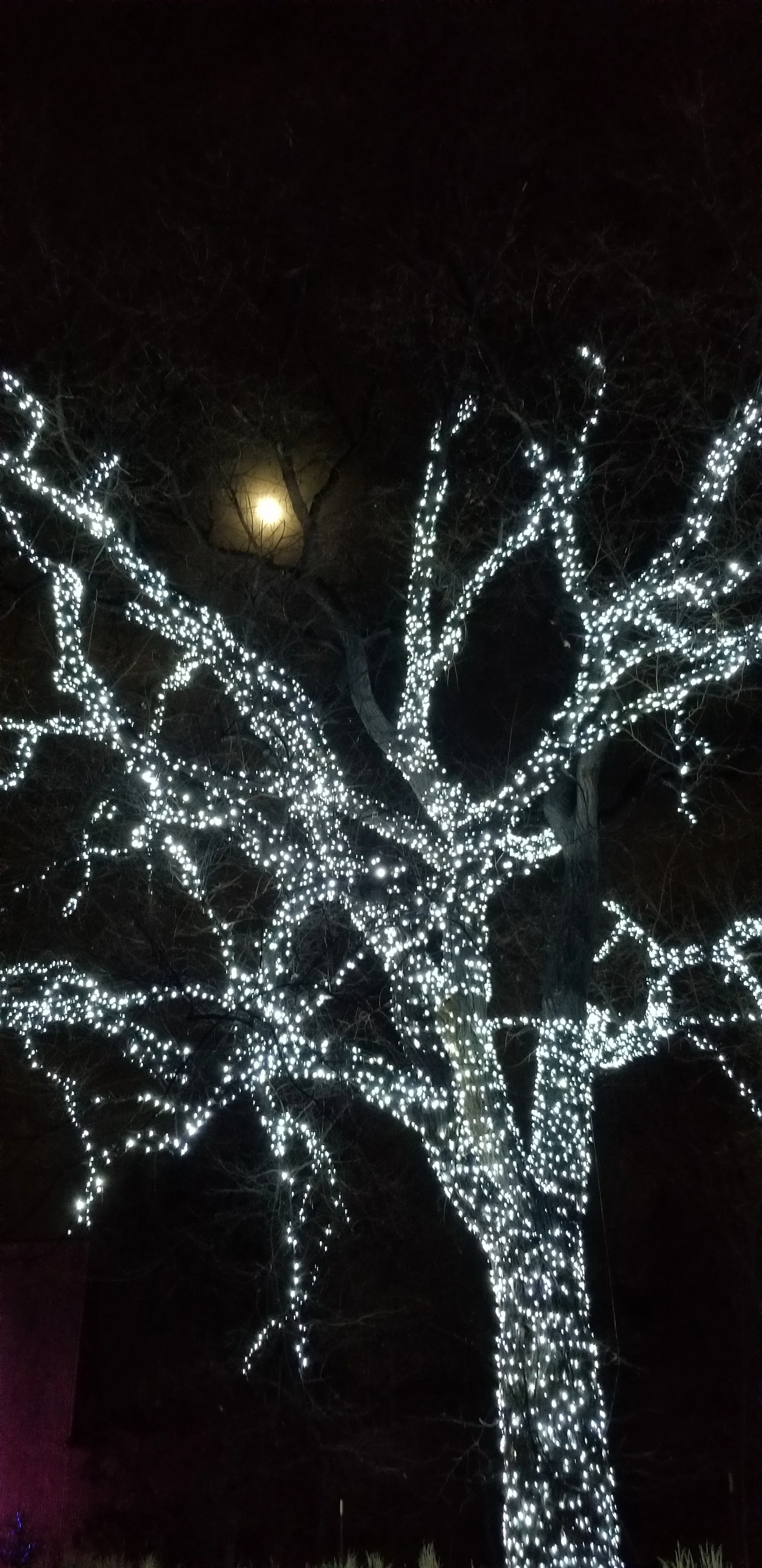 Lighting up the night and highlighting the now visible shape of the tree trunk.