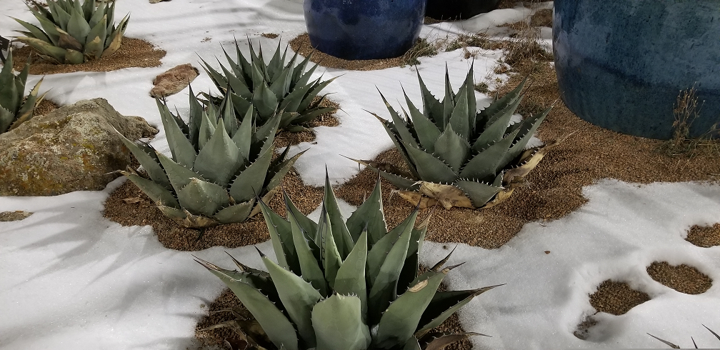 Always beautiful and cold hardy Blue Agave.
