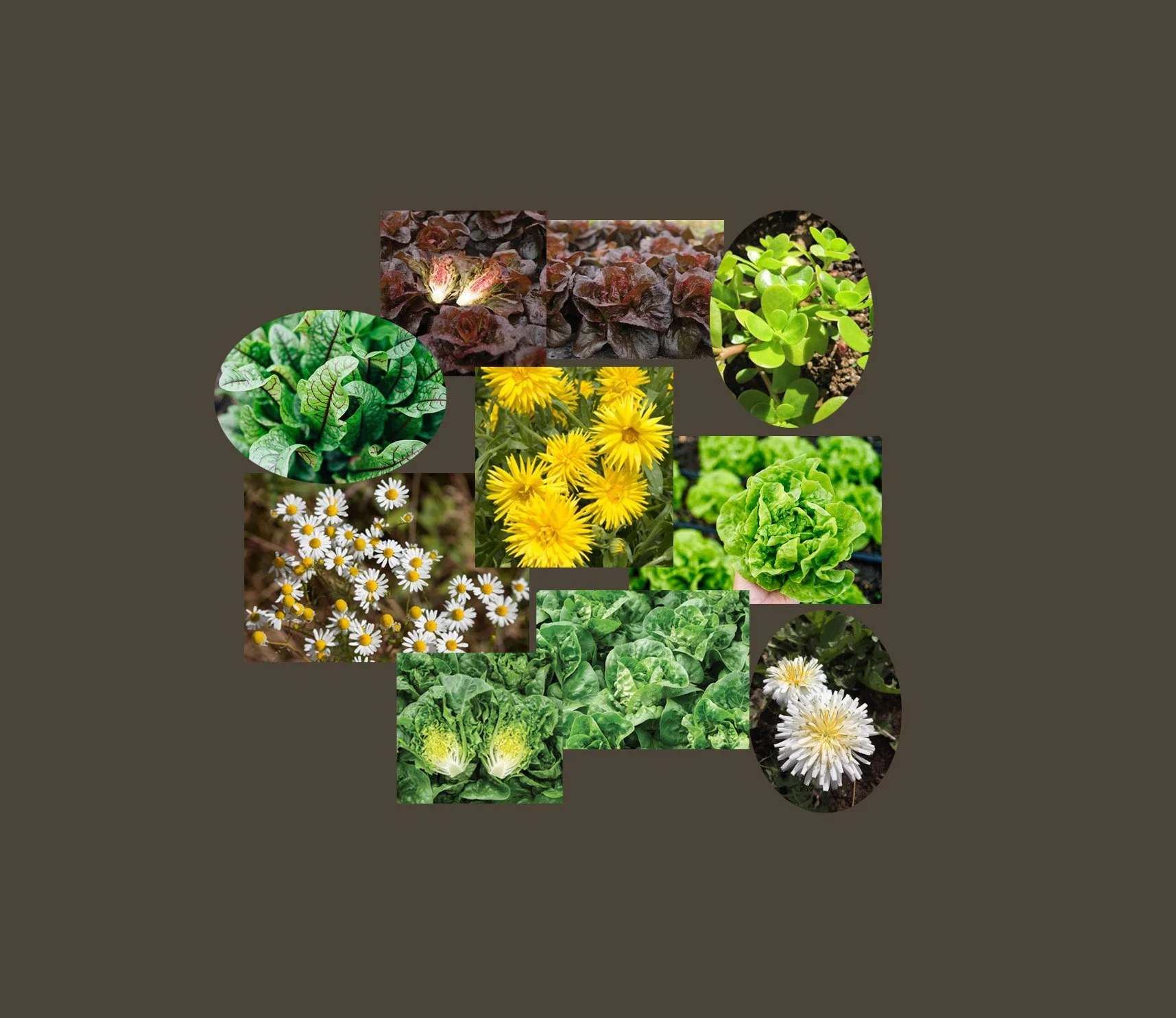 Salad Experiment #1: Little Gems size: 36” round, zone: 4-7, sun exposure: full sun, water level: 3 raindrops