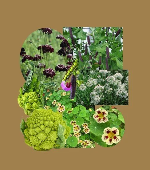 5 or Less Collection - Romanesco Italia Cauliflower, size: 36” round, zone 4-9, sun exposure: full sun, water level: 3 raindrops.