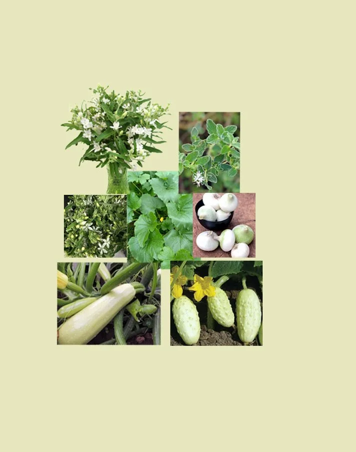 5 or less Zucchini white of Palermo photo layout.jpg