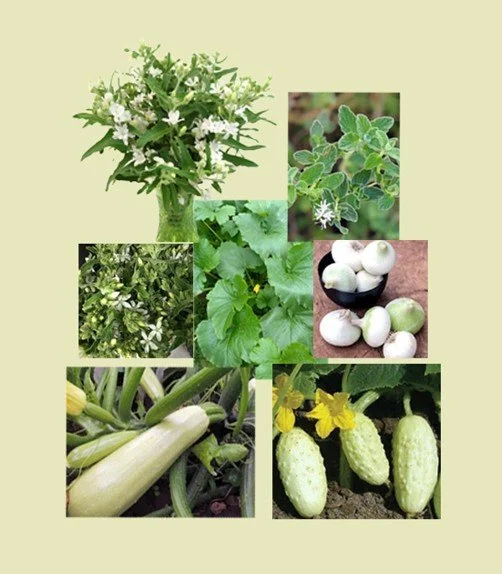 5 or Less Collection: Zucchini White of Palermo, size: equilateral triangle with 36” sides, zone: 6-11, sun exposure: full sun, water level: 2 raindrops