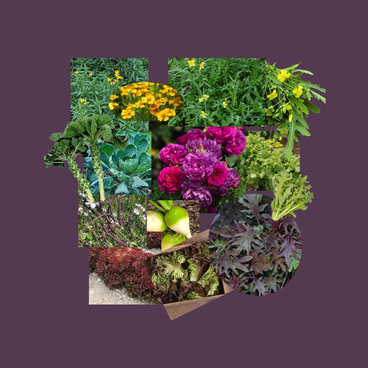 larger background Salad experiment _2.jpg