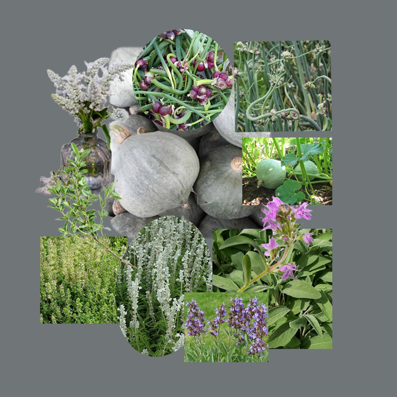 5 or Less Collection: Baby Blue Hubbard, size: 18”x 48” border, zone 4-9, sun exposure: full sun, water level: 3 raindrops.