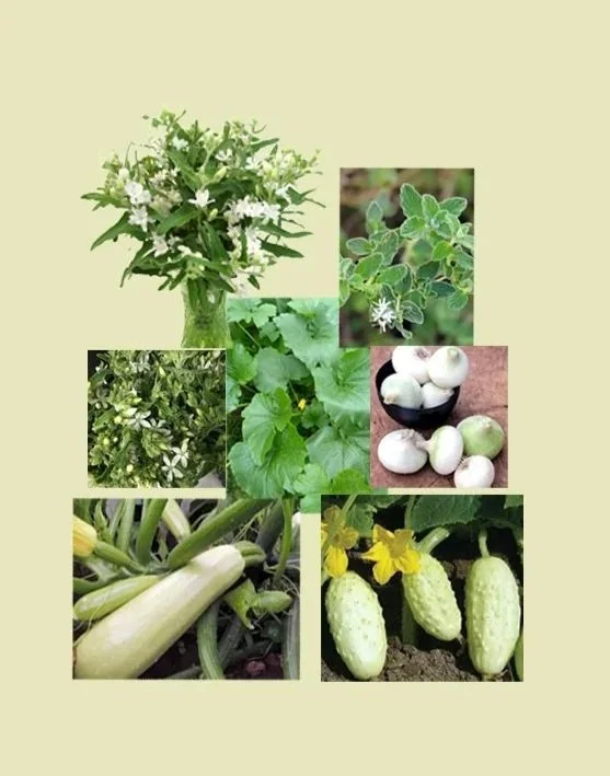 5 or Less Collection: Zucchini White of Palermo, size: equilateral triangle with 36” sides, zone: 6-11, sun exposure: full sun, water level: 2 raindrops