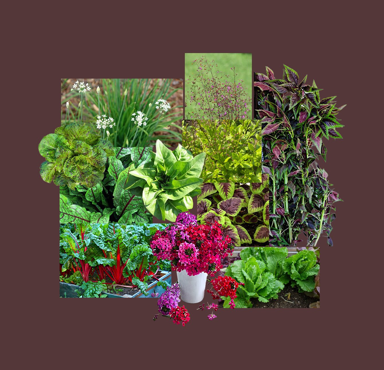 Salad Experiment #3: Hefty Leaves and Lofty Stems, size: 36”x 60”, zone: 4-8, sun exposure: full sun,  water level: 3 raindrops