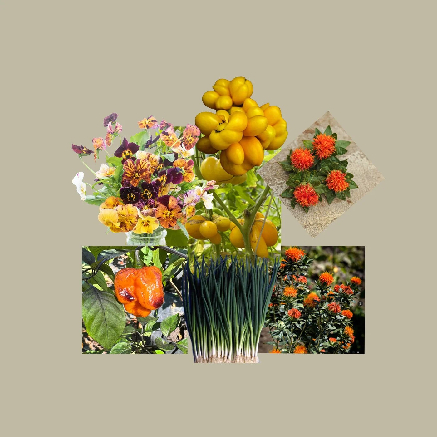 5 or Less Collection: Phil’s One Tomato, size: 24” square, zone 4-9, sun exposure: full sun, water lever: 3 raindrops.