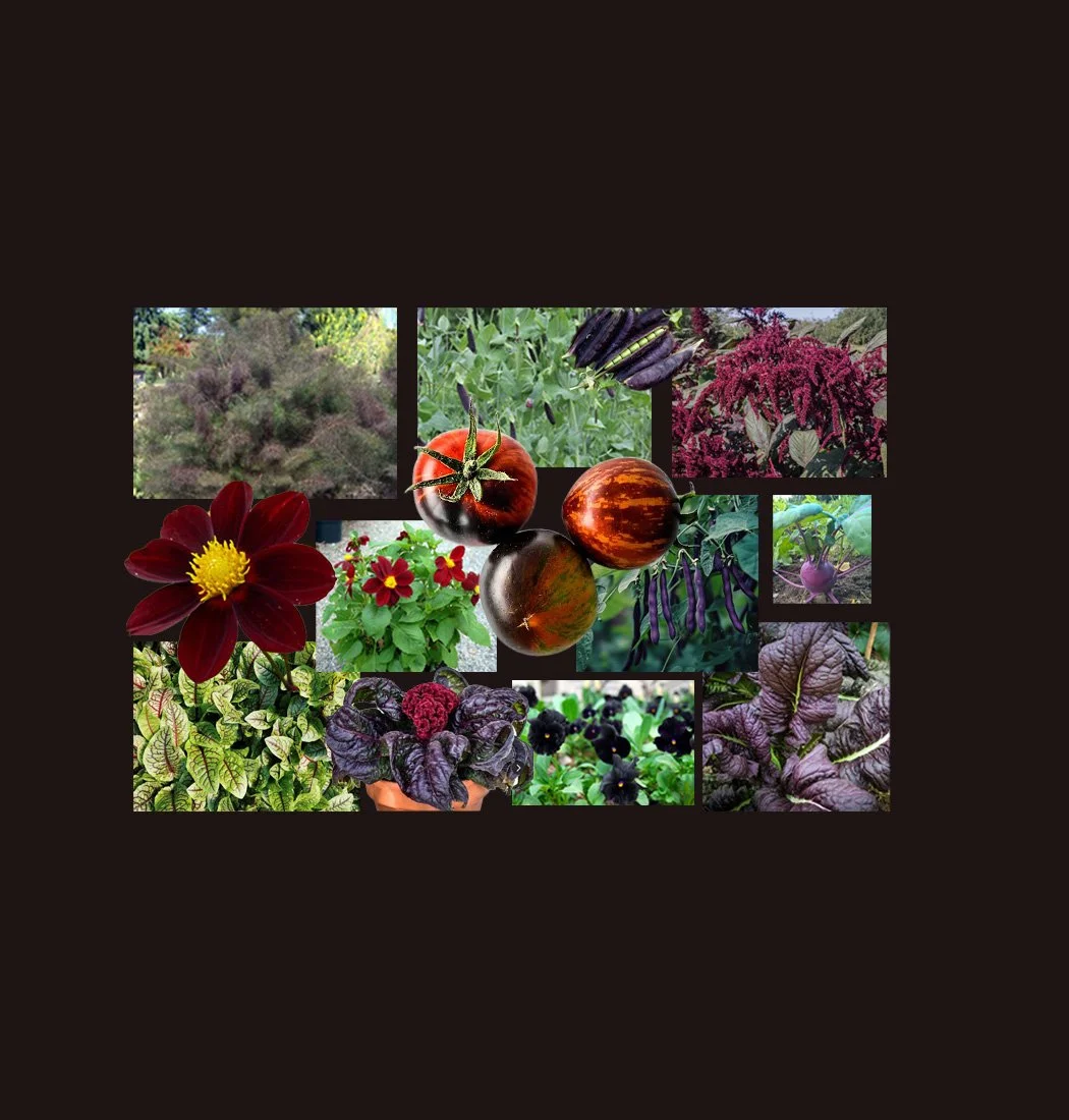 Black Beauties _2.jpg